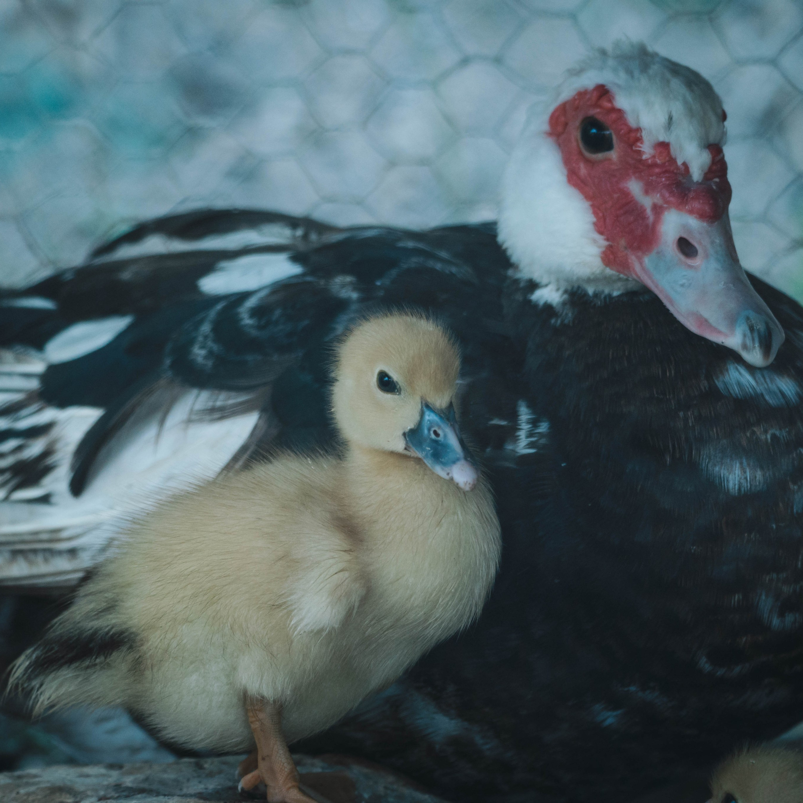 Animales. Alba del Norte Studio