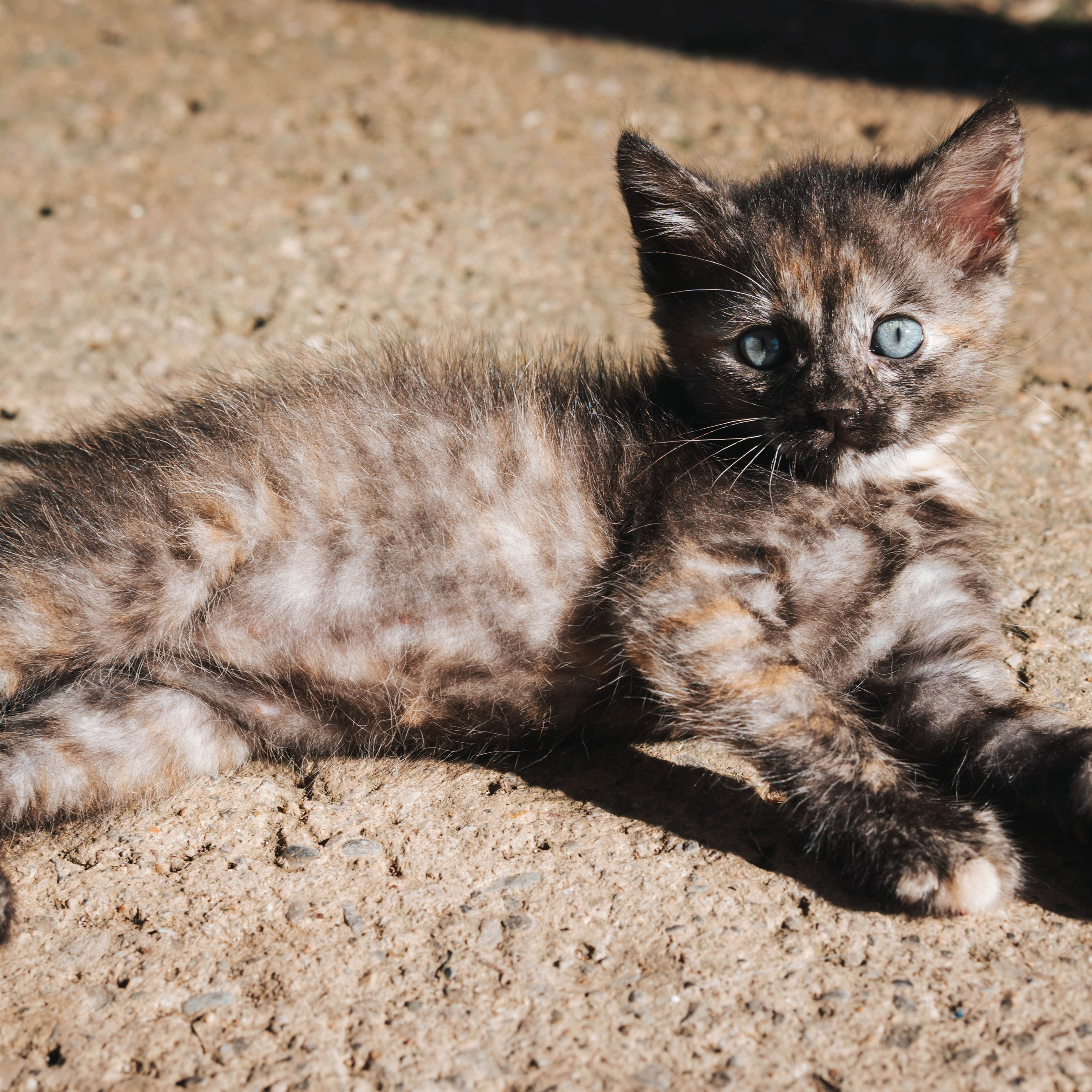 Animales. Alba del Norte Studio