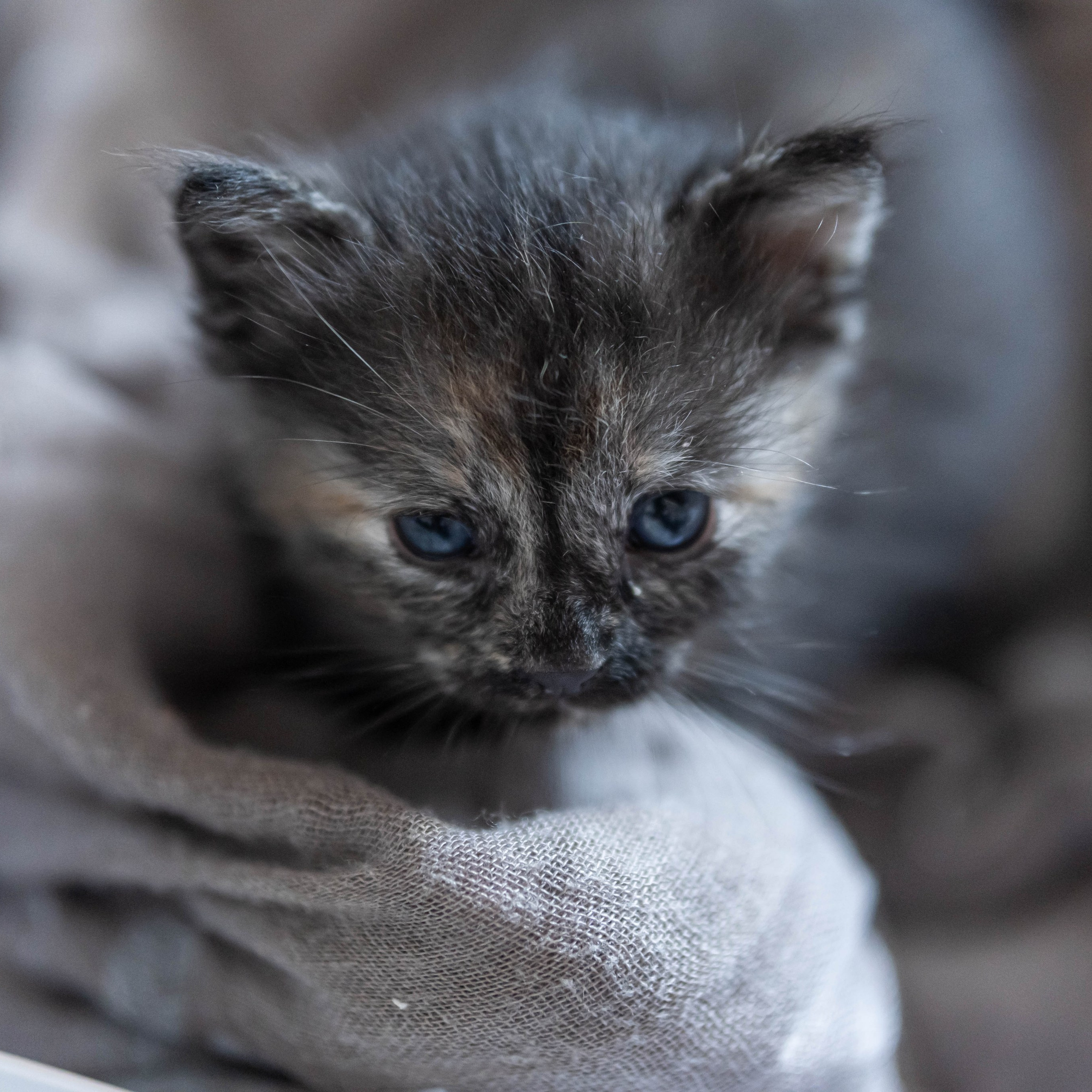 Animales. Alba del Norte Studio