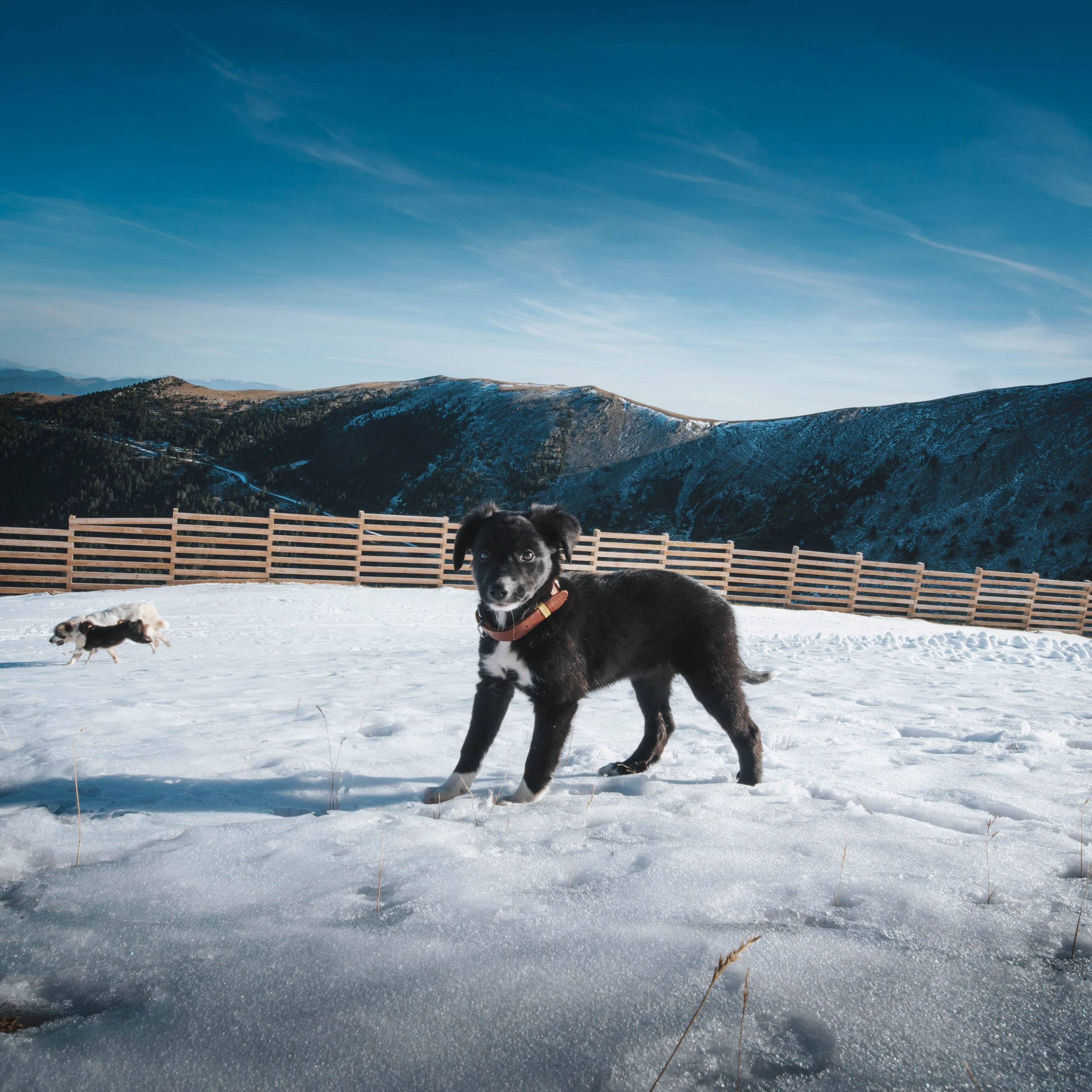 Animales. Alba del Norte Studio