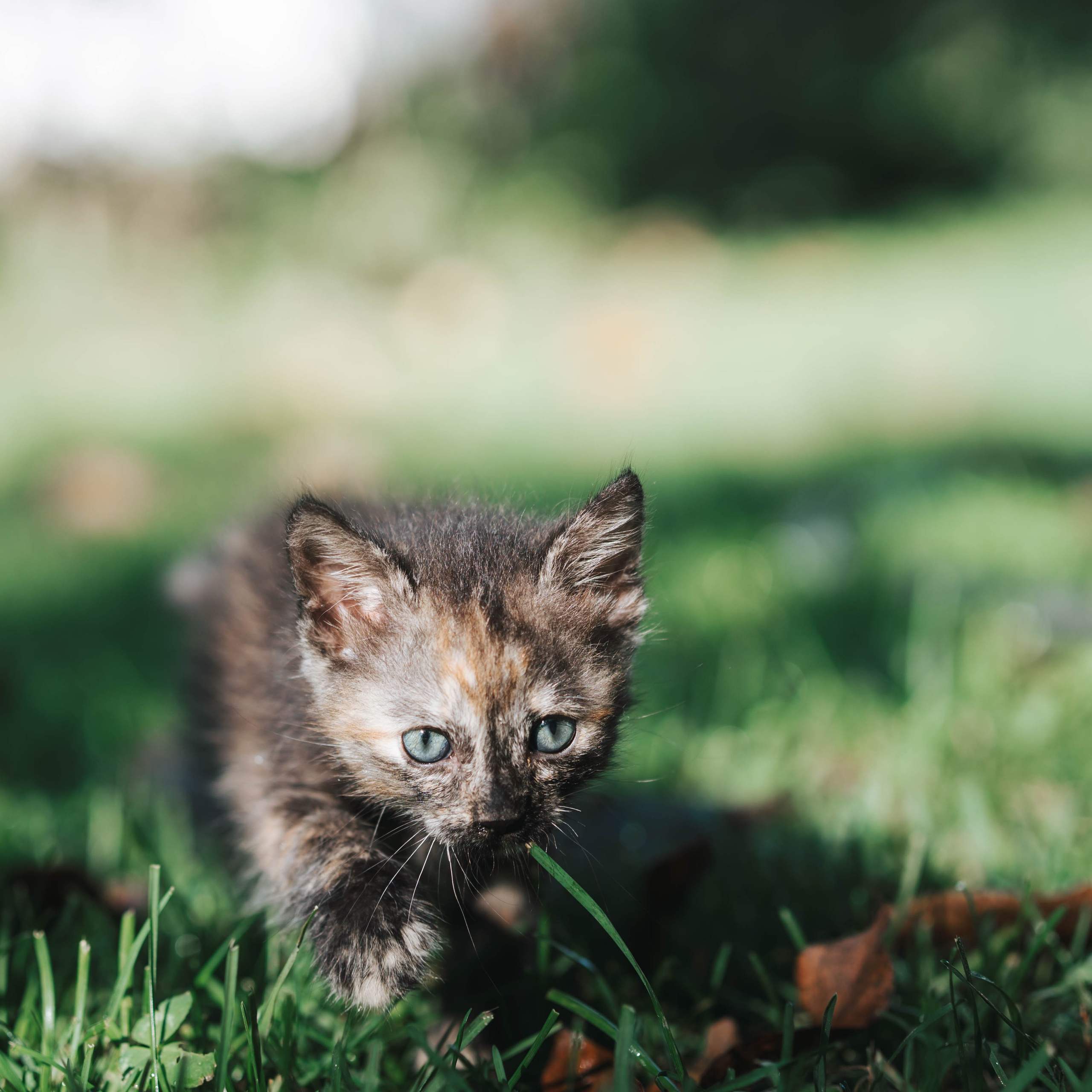 Animales. Alba del Norte Studio