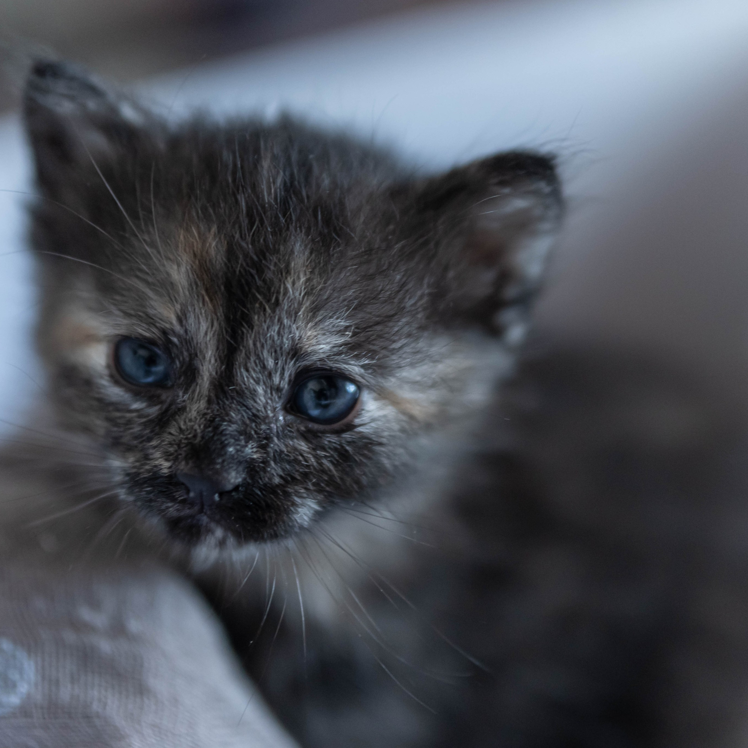 Animales. Alba del Norte Studio