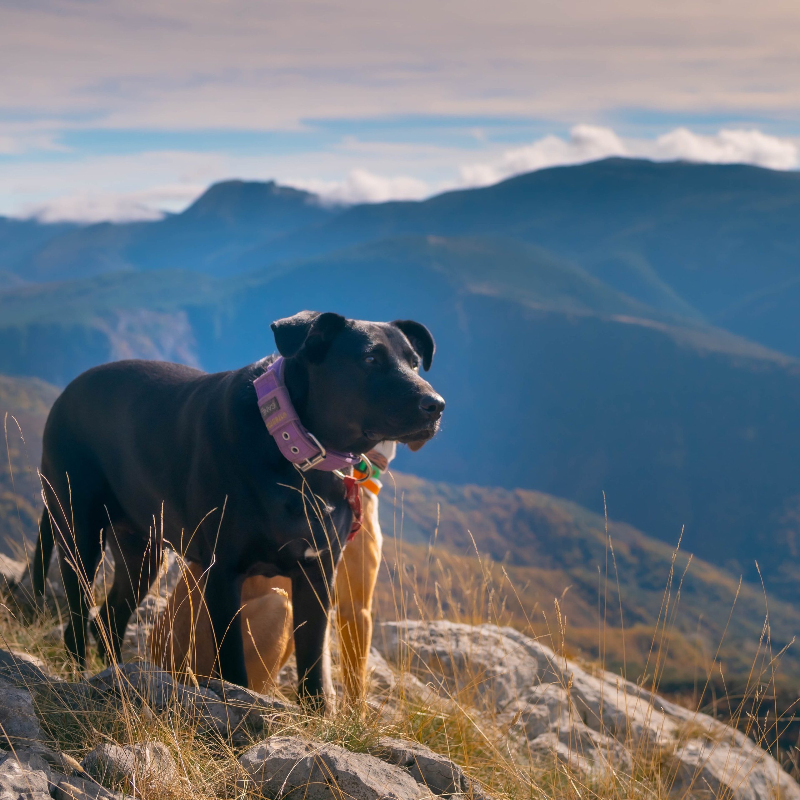 Animales. Alba del Norte Studio