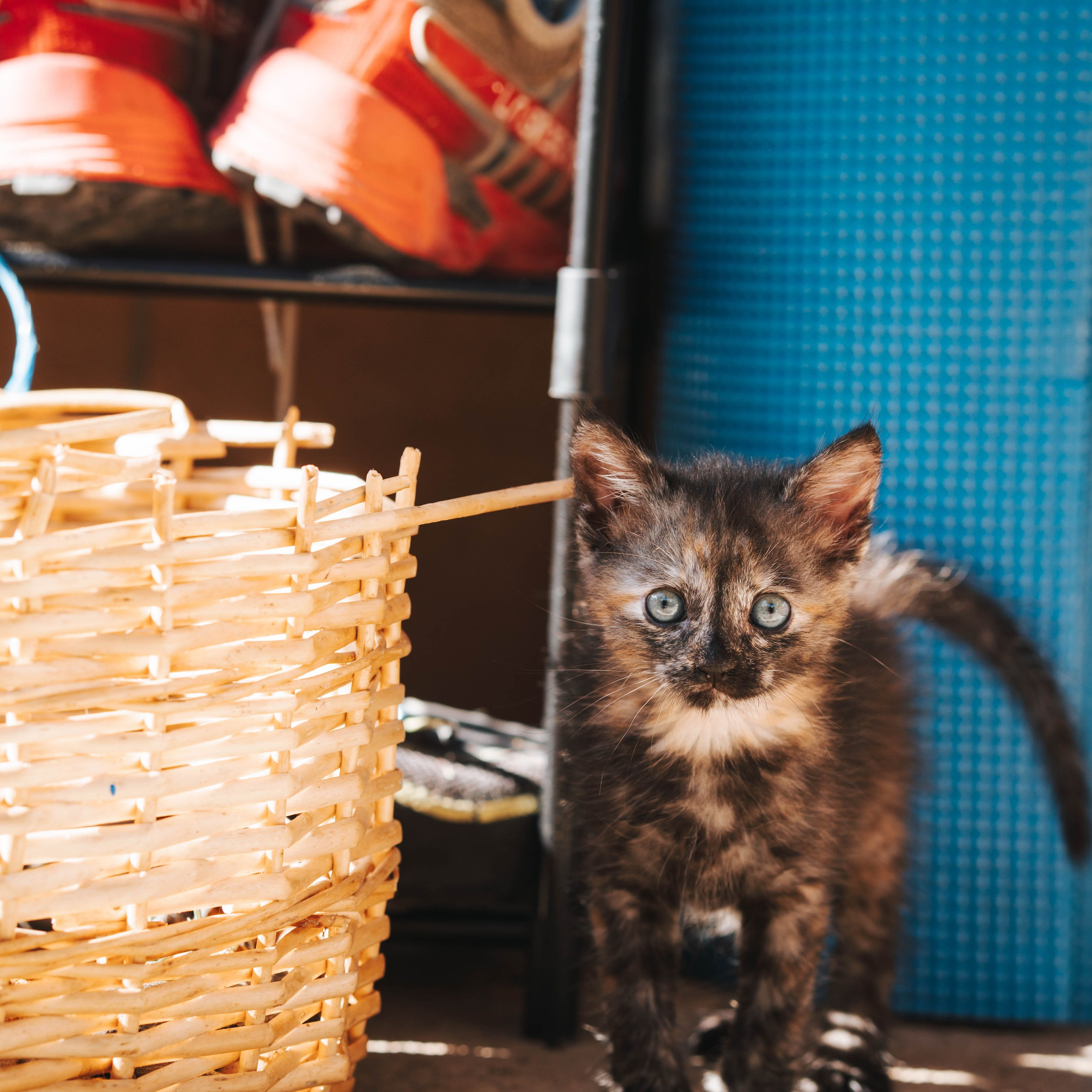 Animales. Alba del Norte Studio