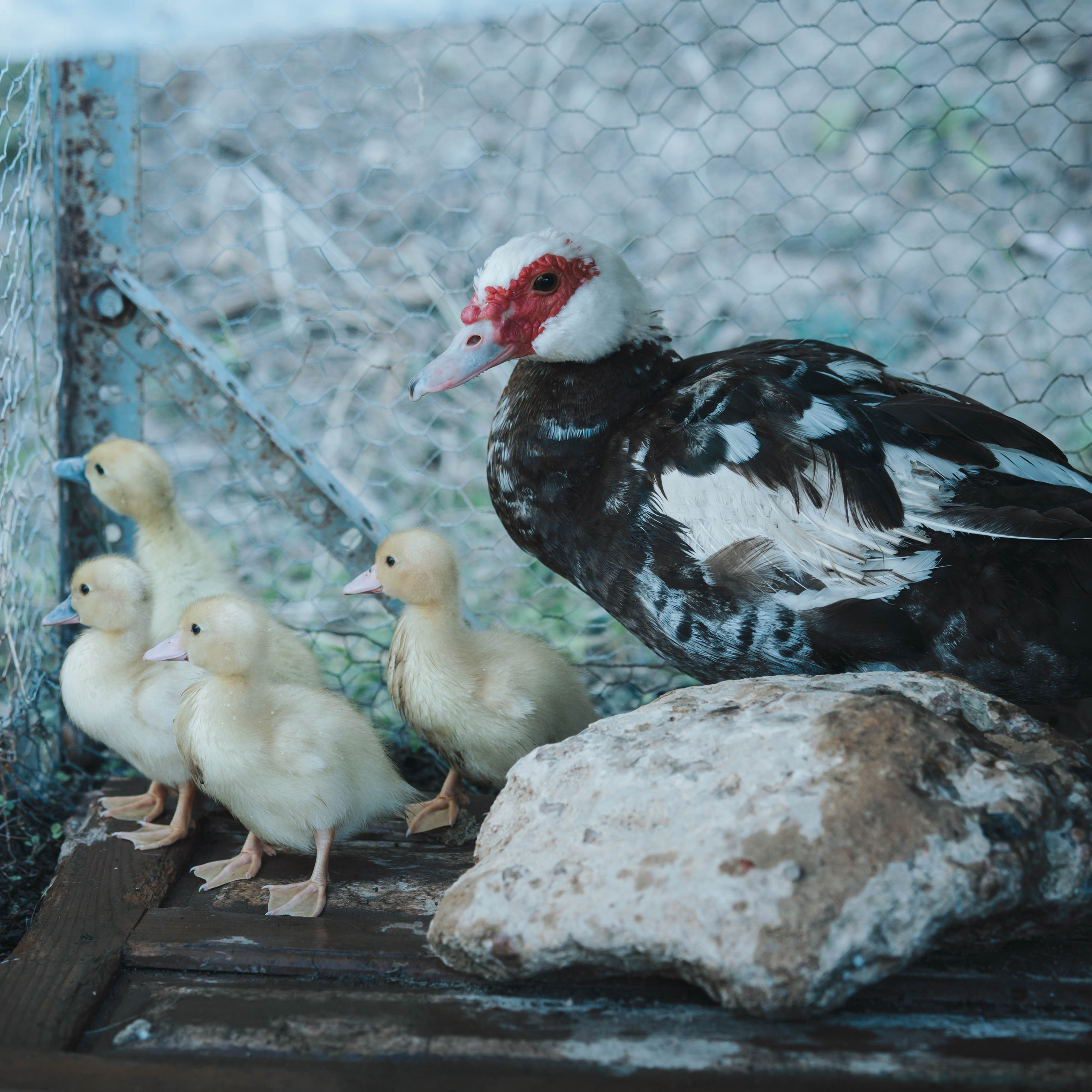 Animales. Alba del Norte Studio