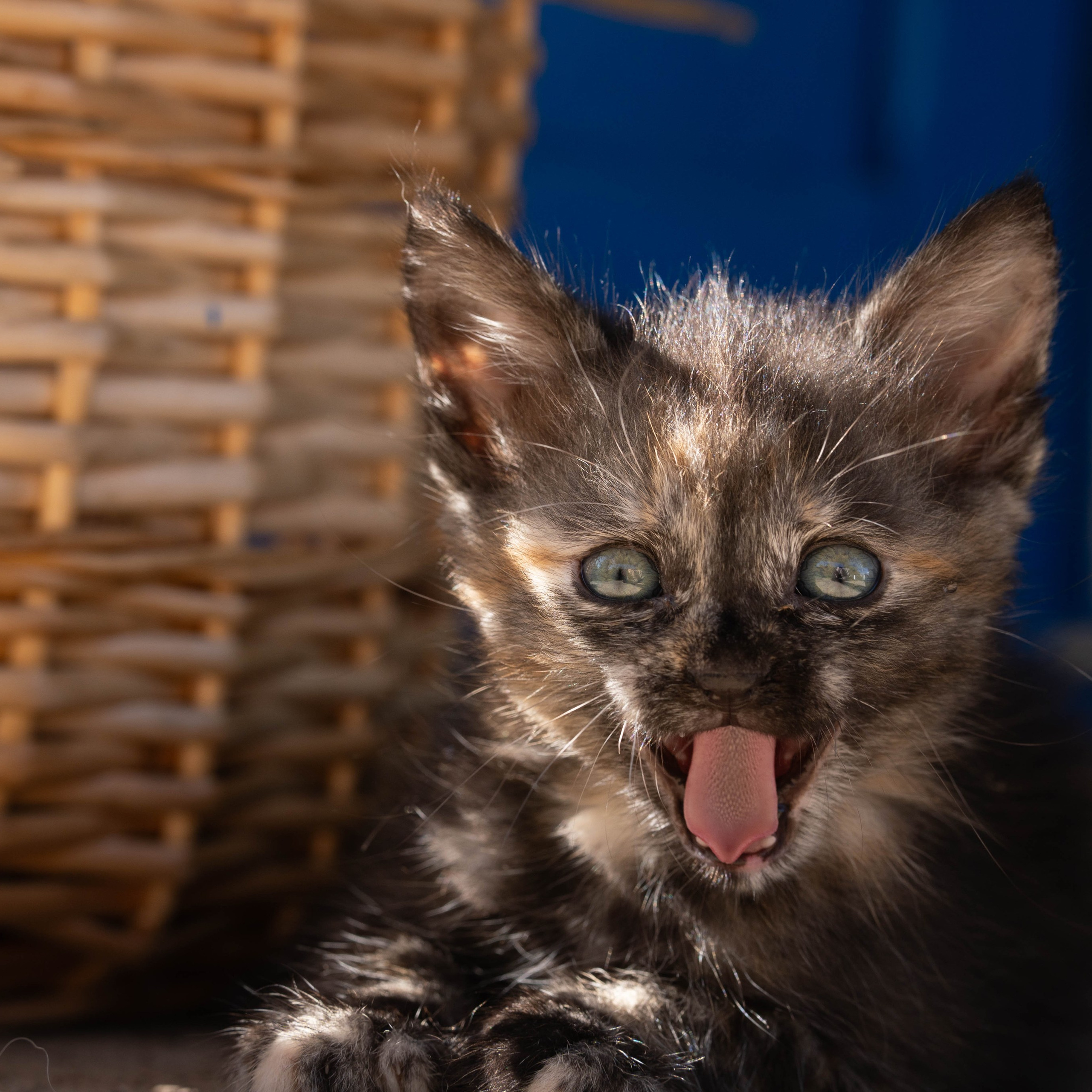 Animales. Alba del Norte Studio