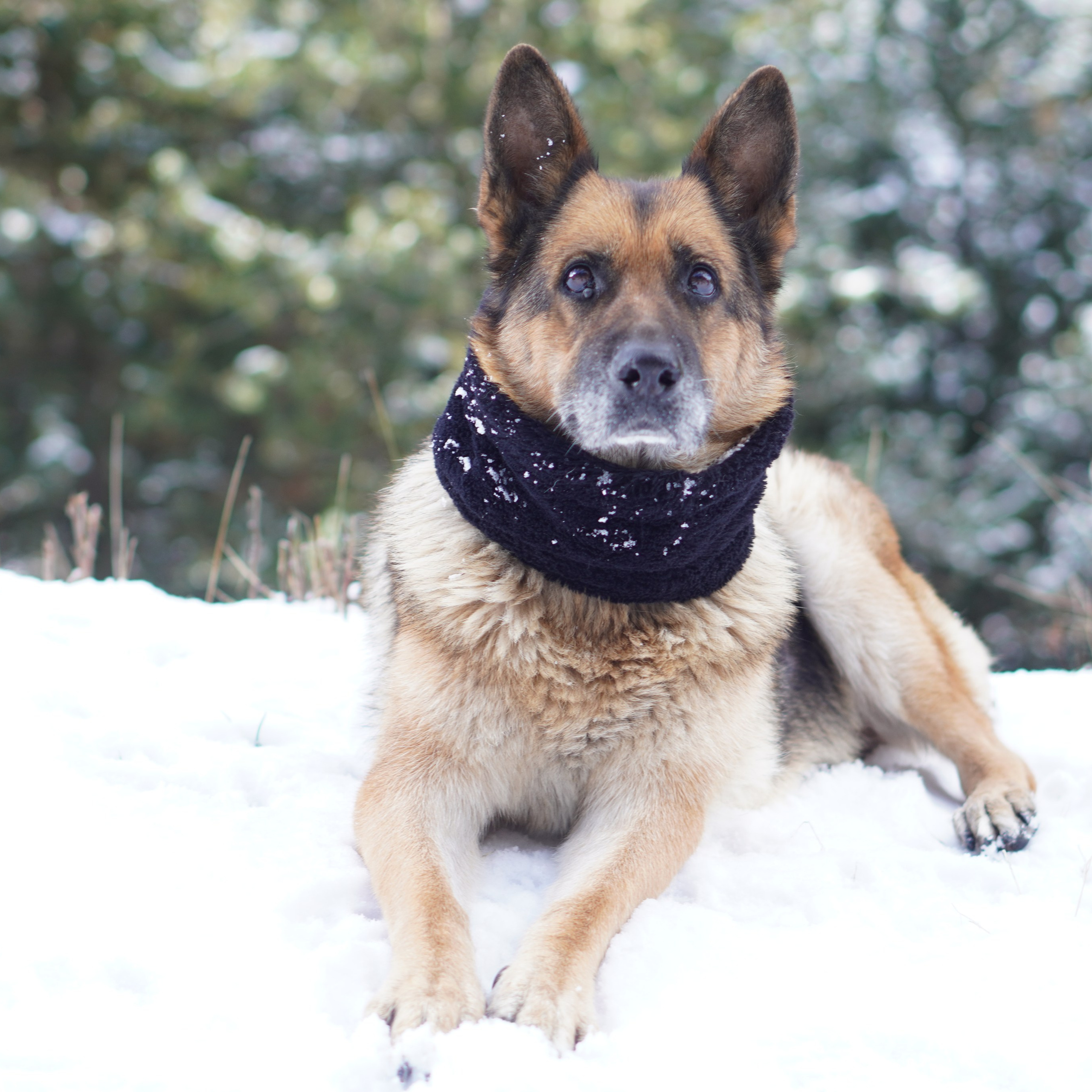 Animales. Alba del Norte Studio