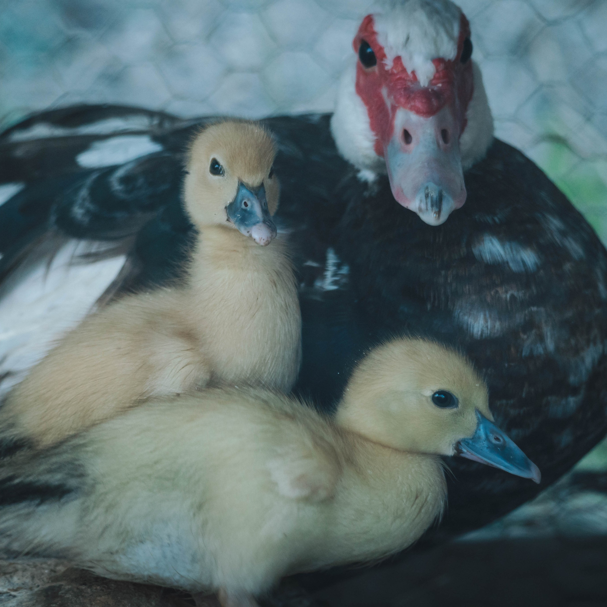 Animales. Alba del Norte Studio