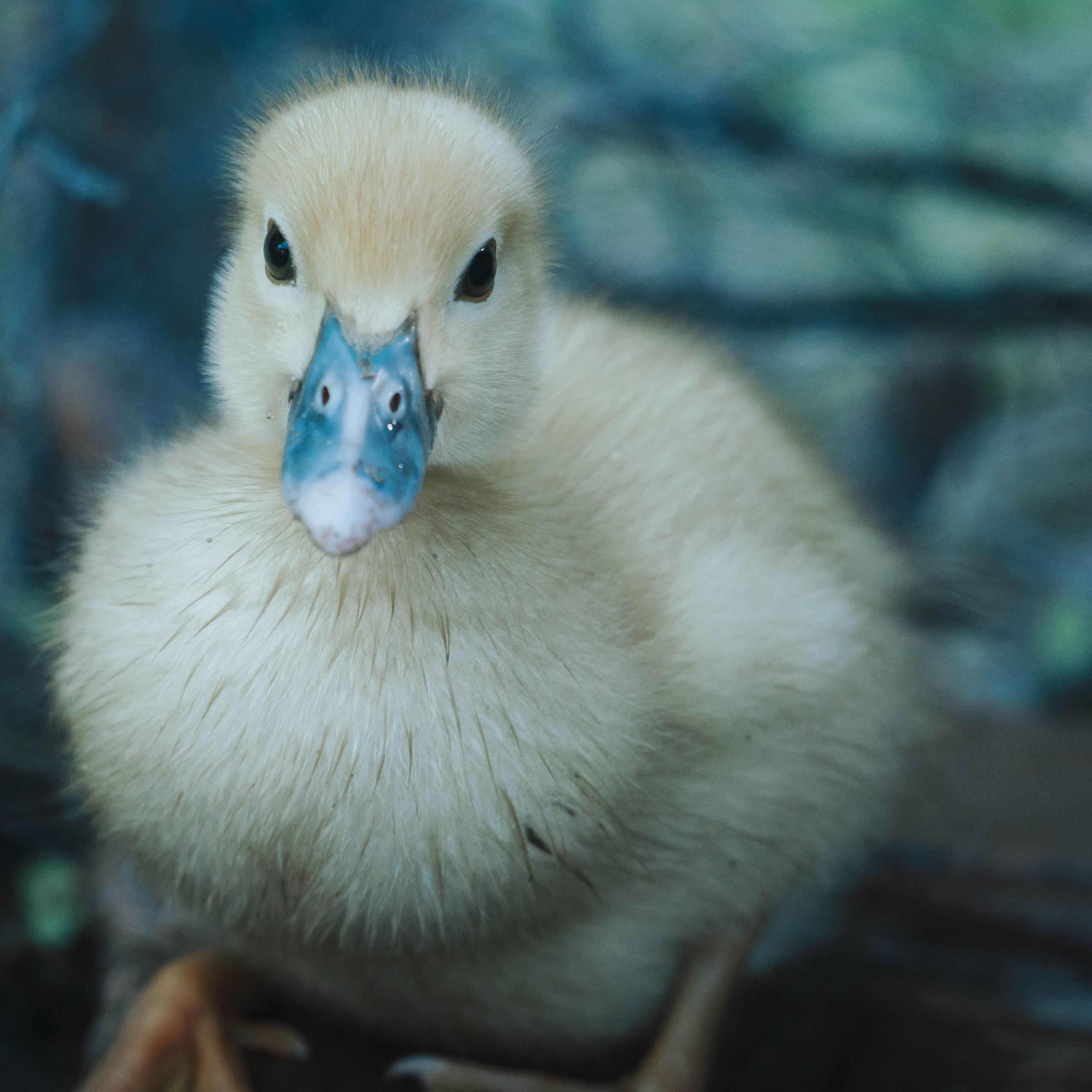 Animales. Alba del Norte Studio
