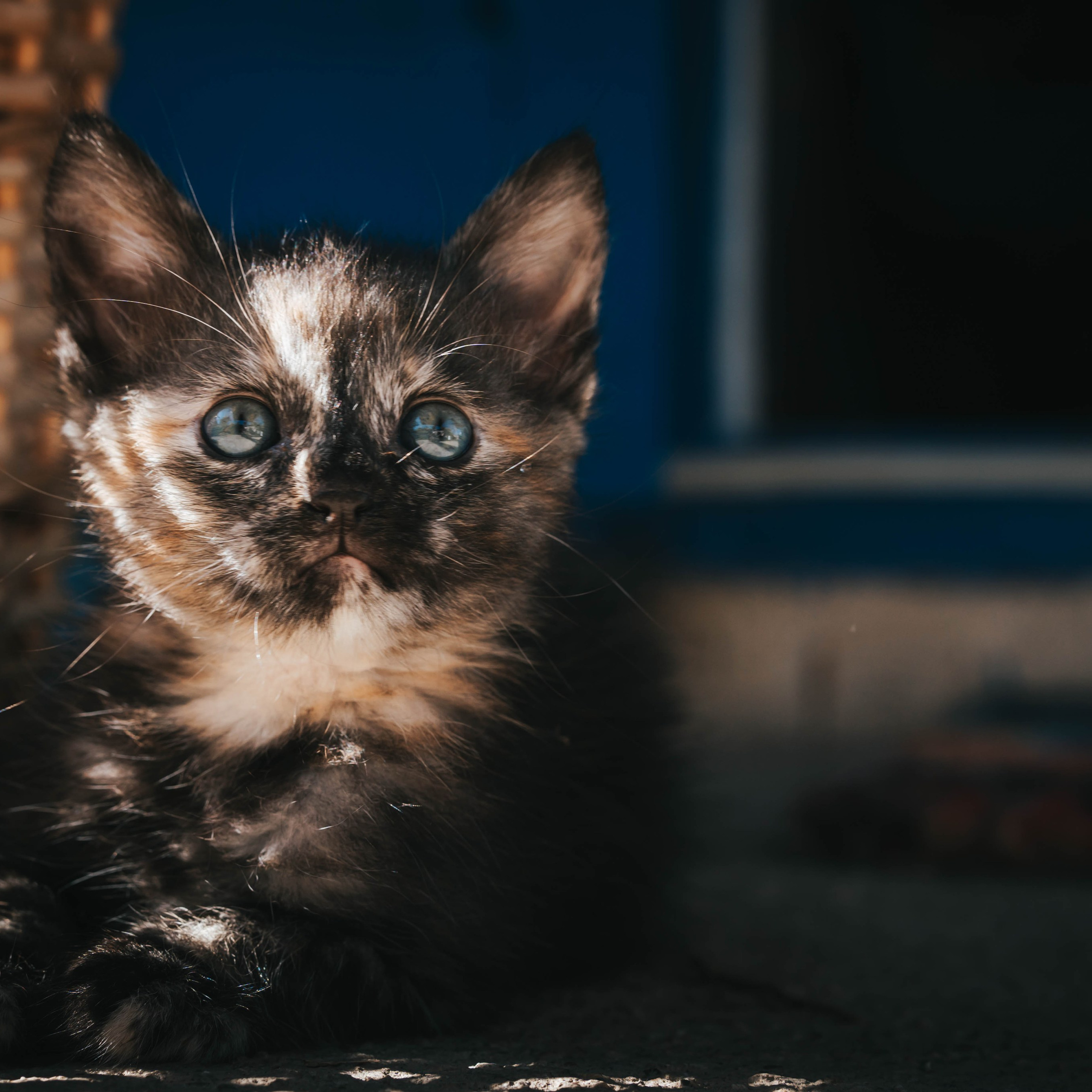 Animales. Alba del Norte Studio