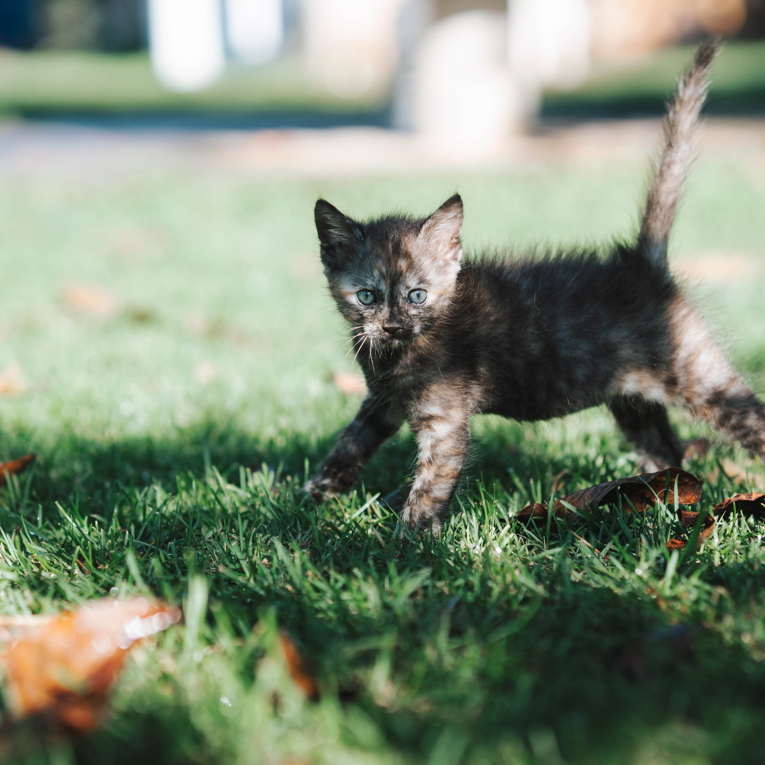 Animales. Alba del Norte Studio
