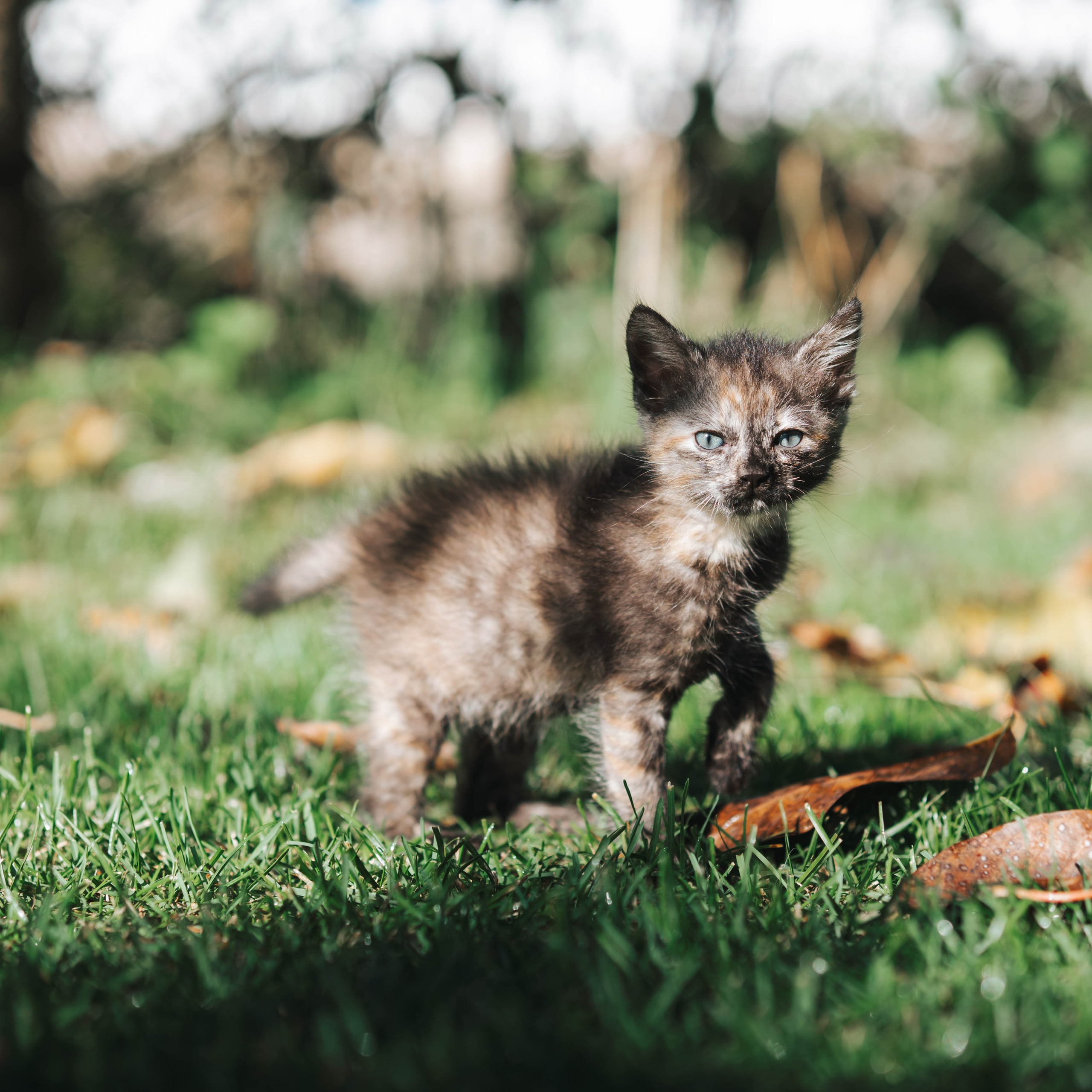 Animales. Alba del Norte Studio