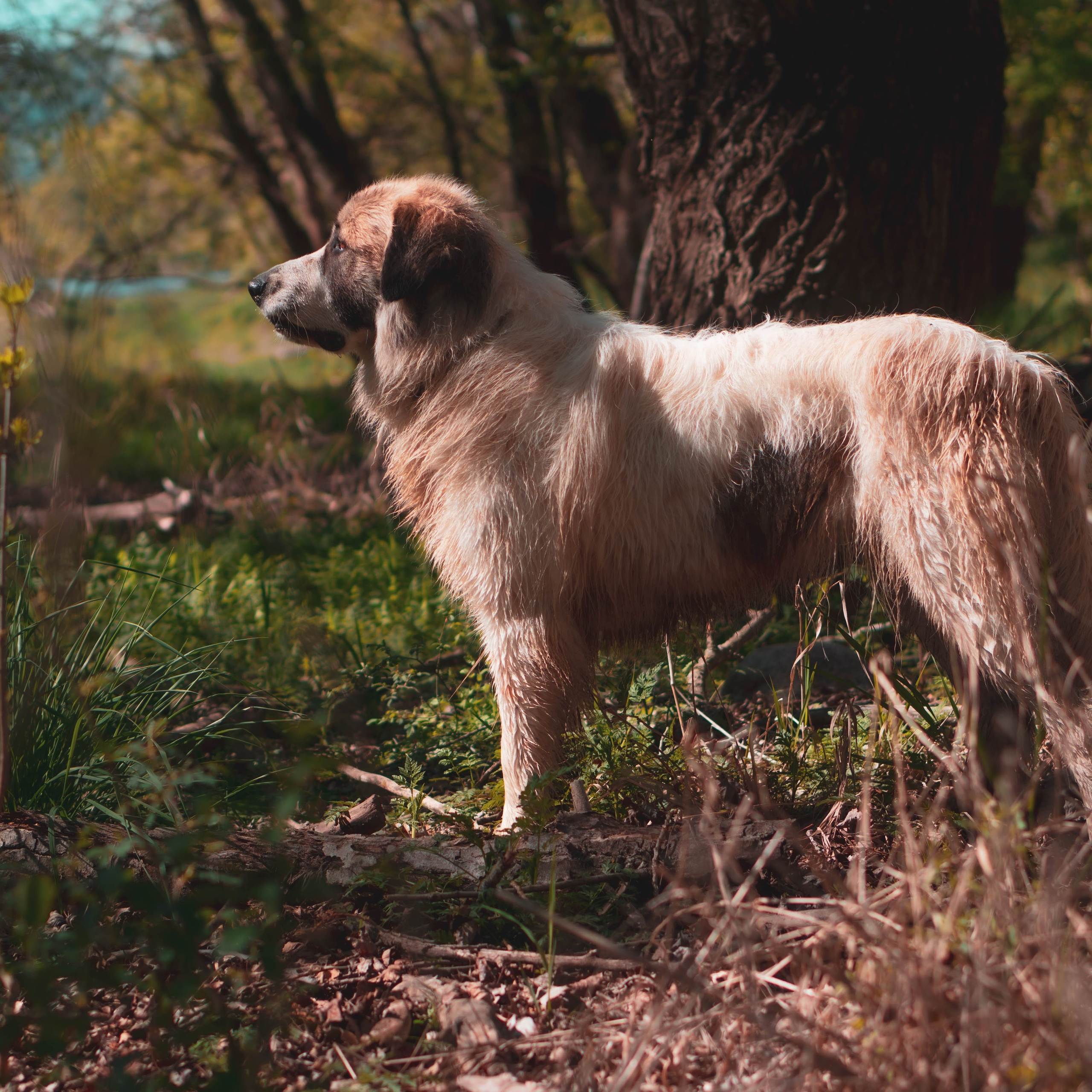 Animales. Alba del Norte Studio
