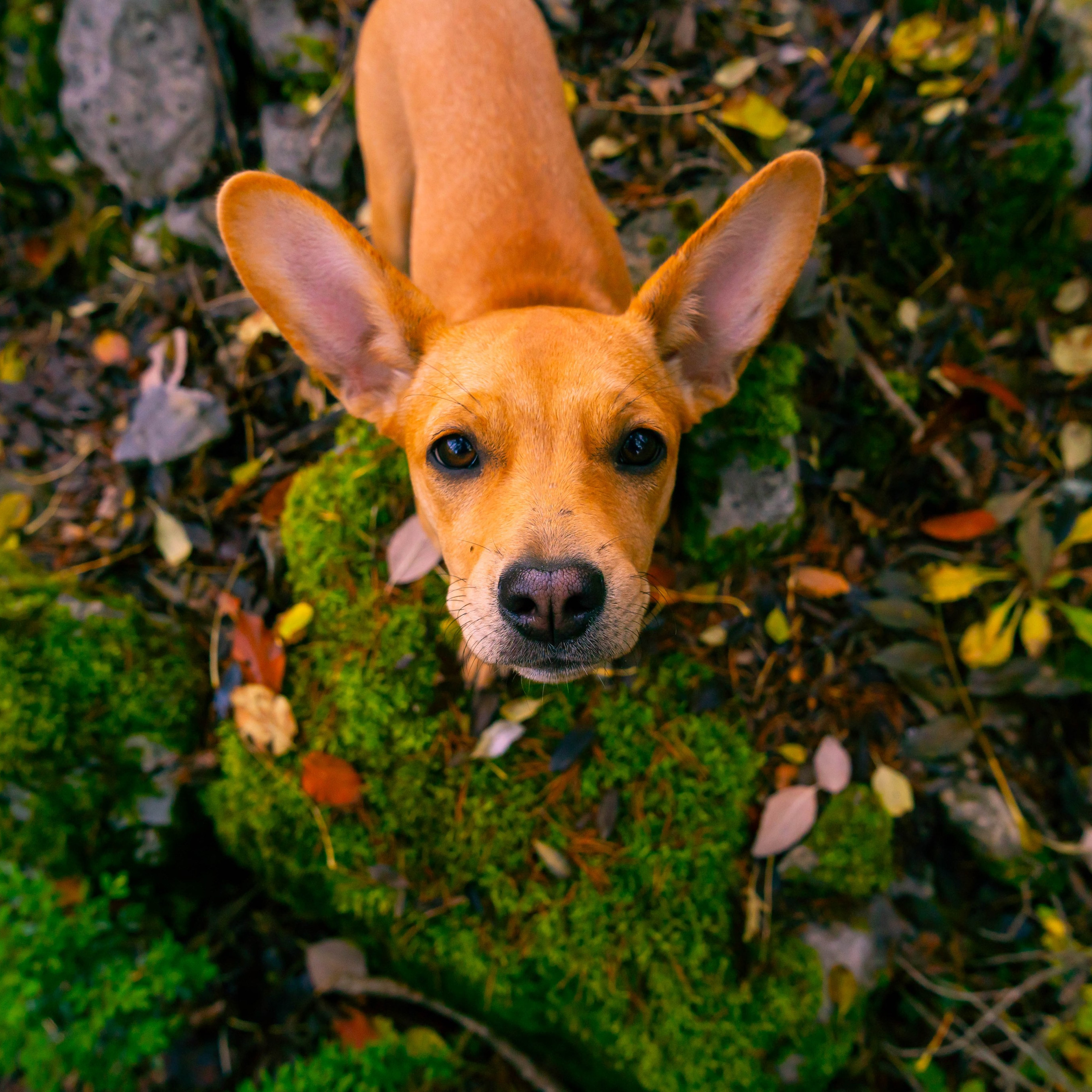 Animales. Alba del Norte Studio