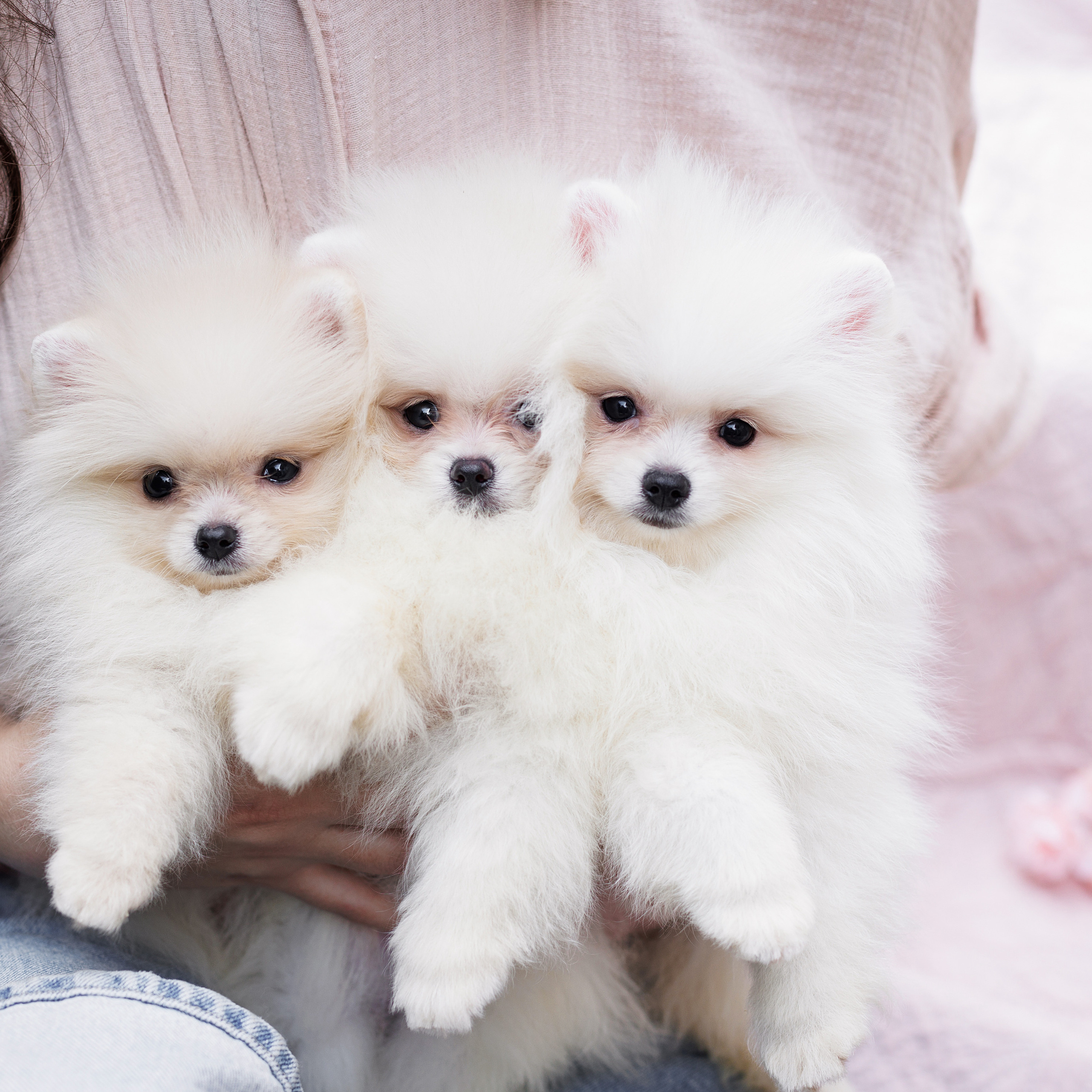 Отзывы. Семейный фотограф в Кишинёве Пулькина Ольга