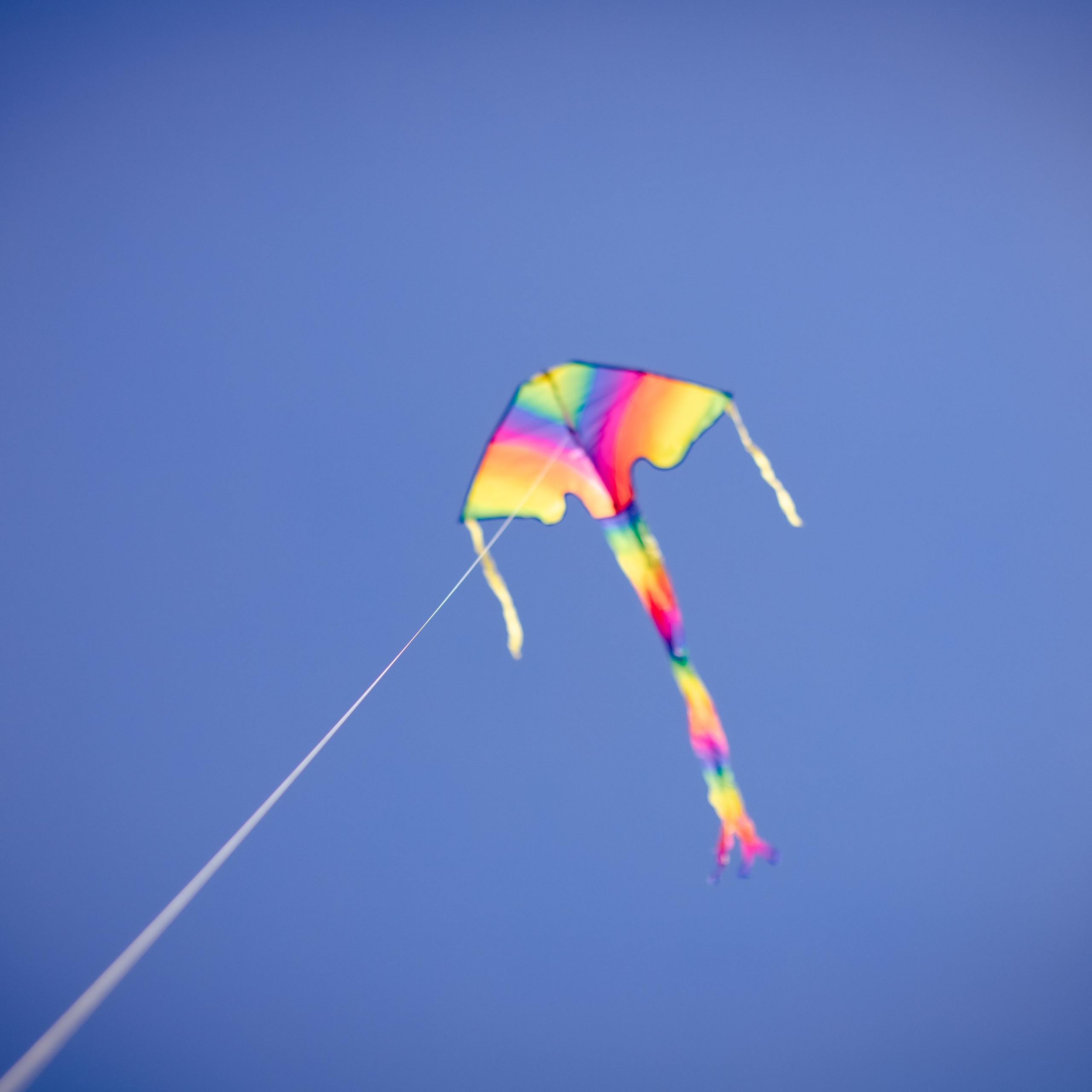 Kite