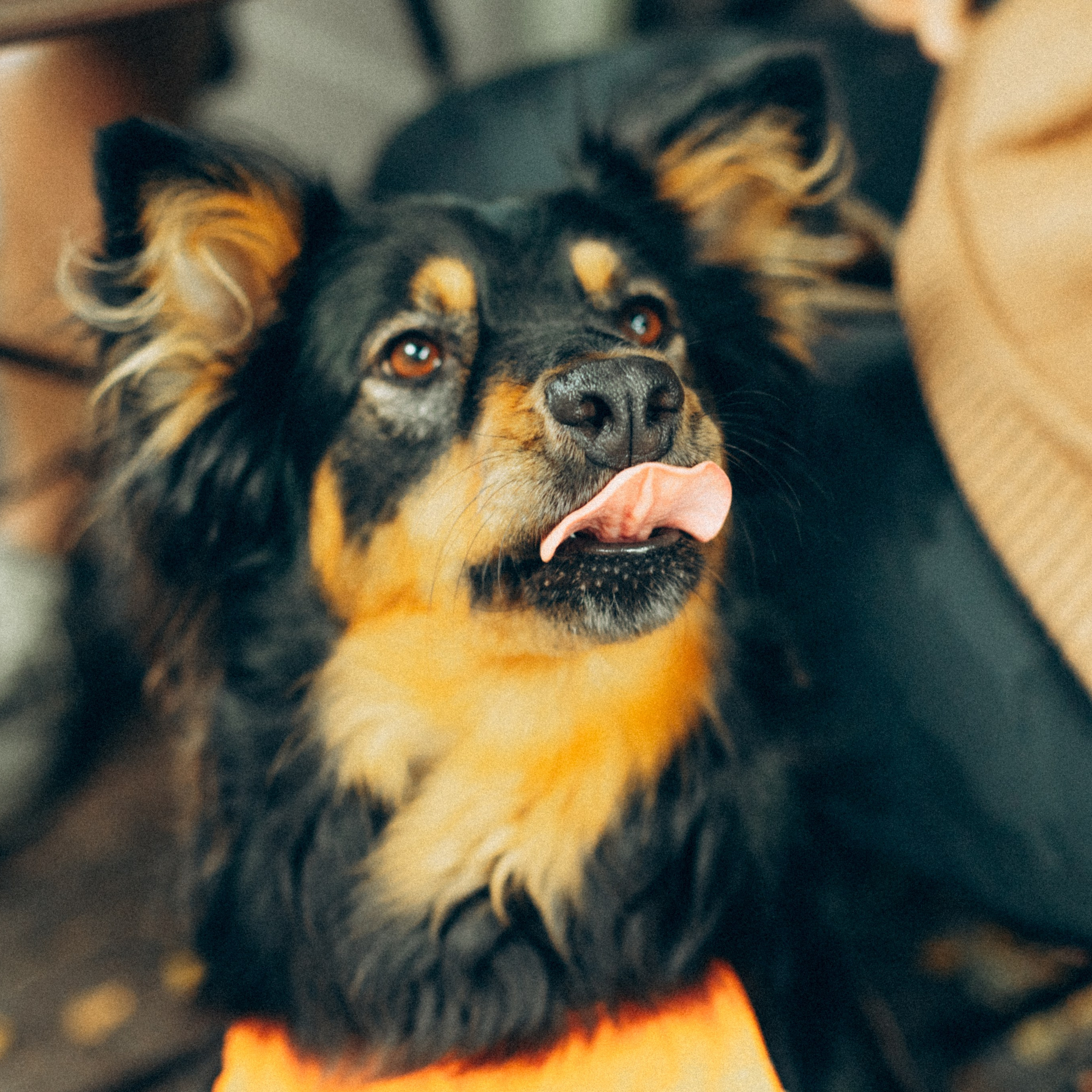 Amsterdogge