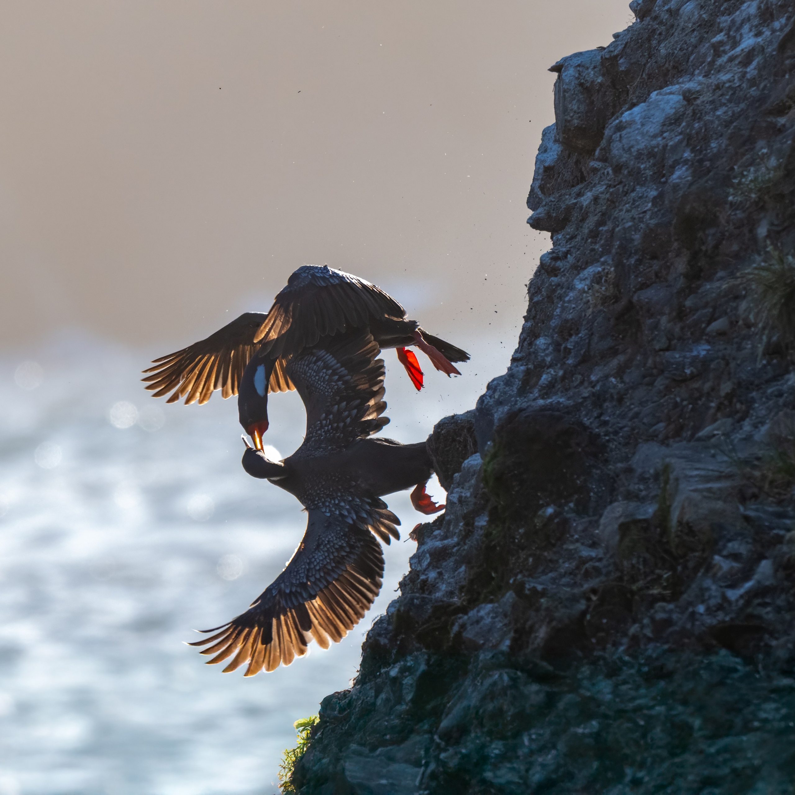 Cormoranes