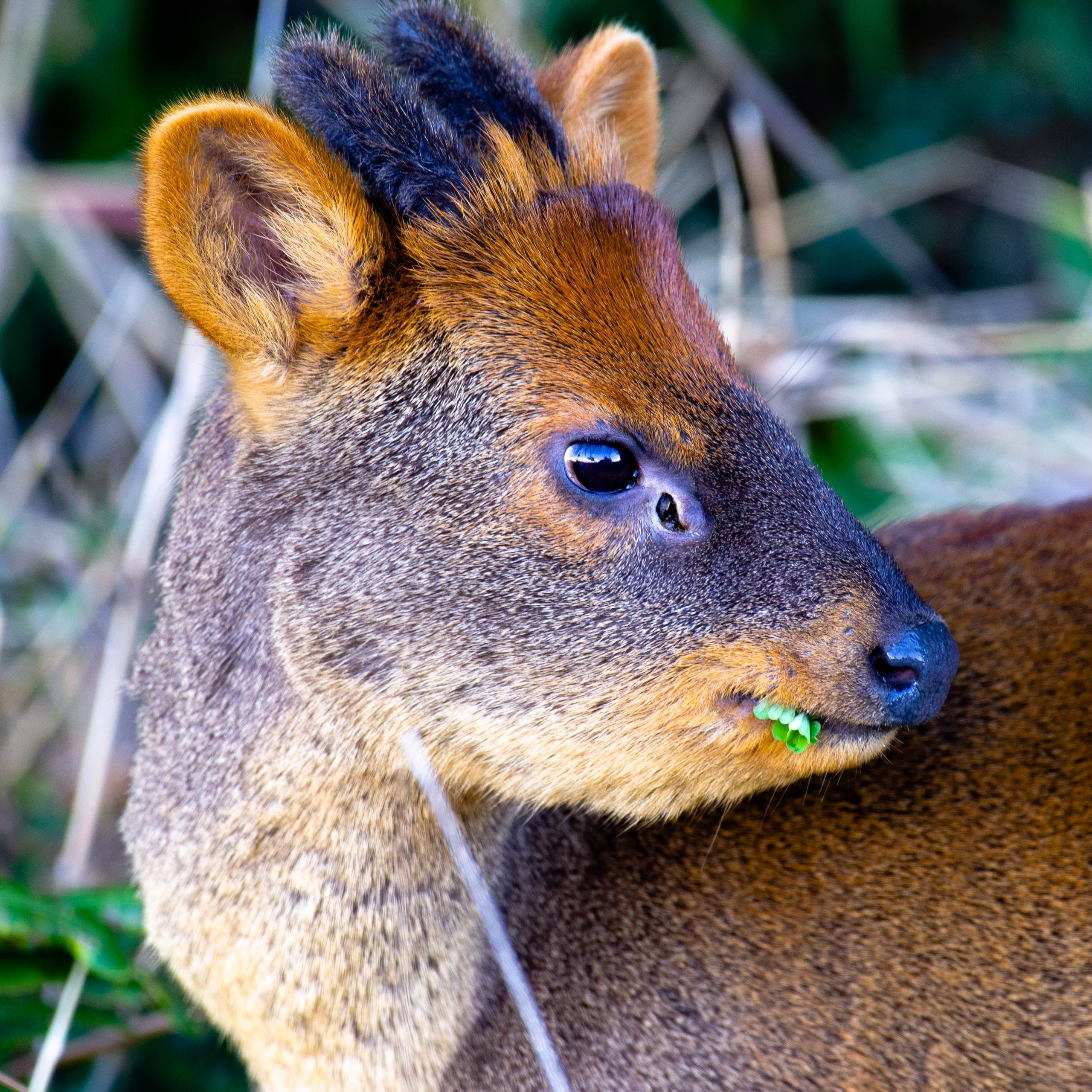 Pudú