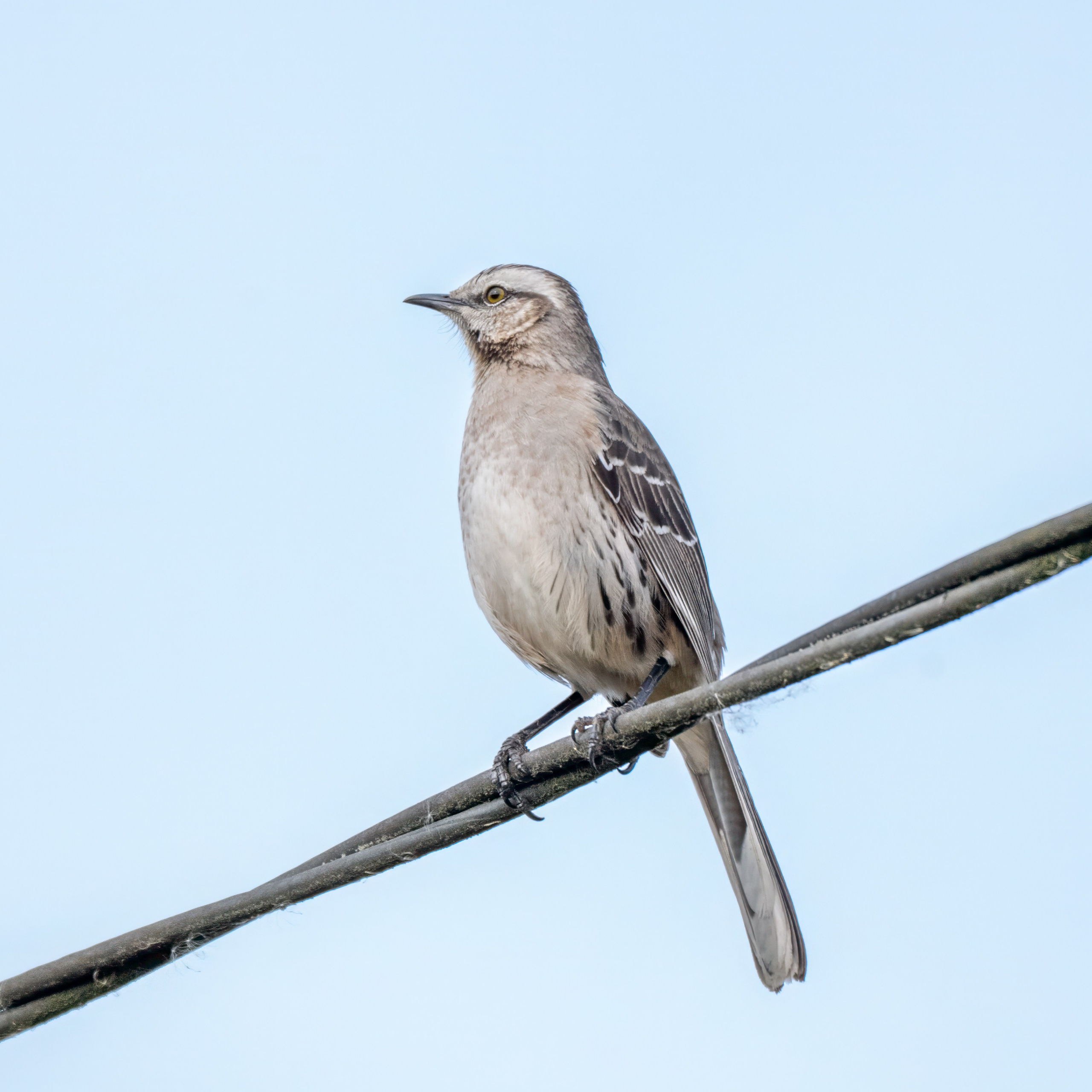 Aves Urbanas