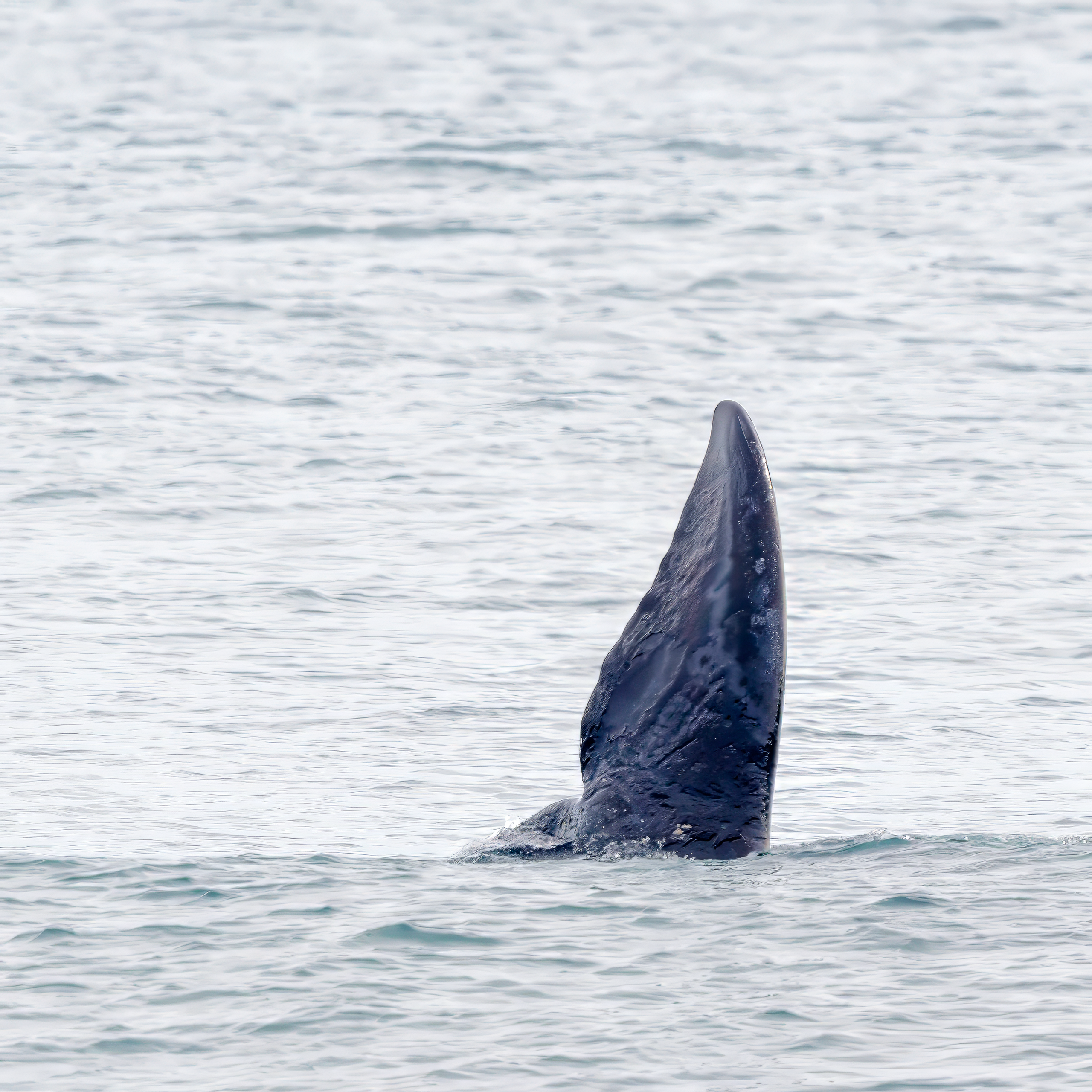 Ballena Franca Austral