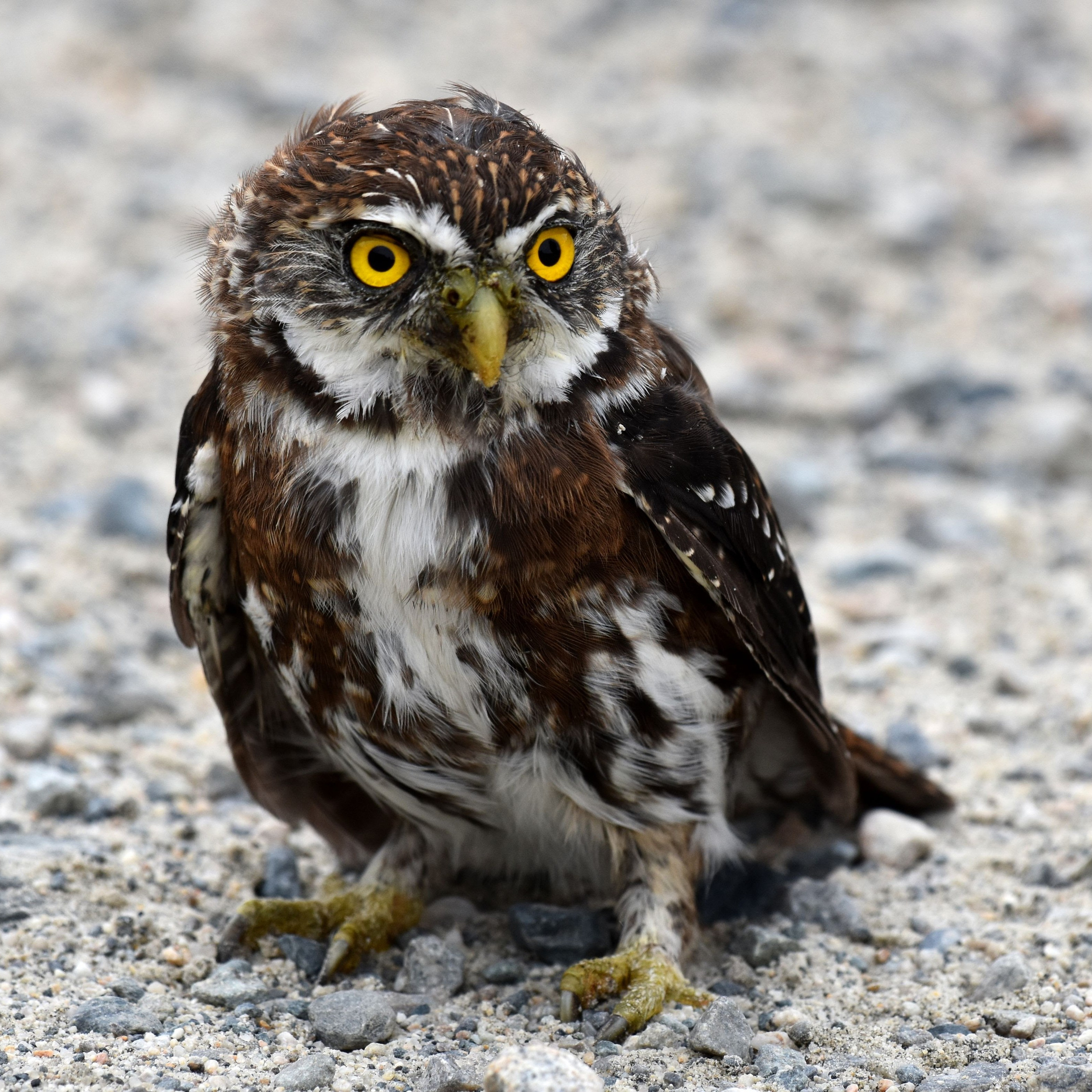 Rapaces