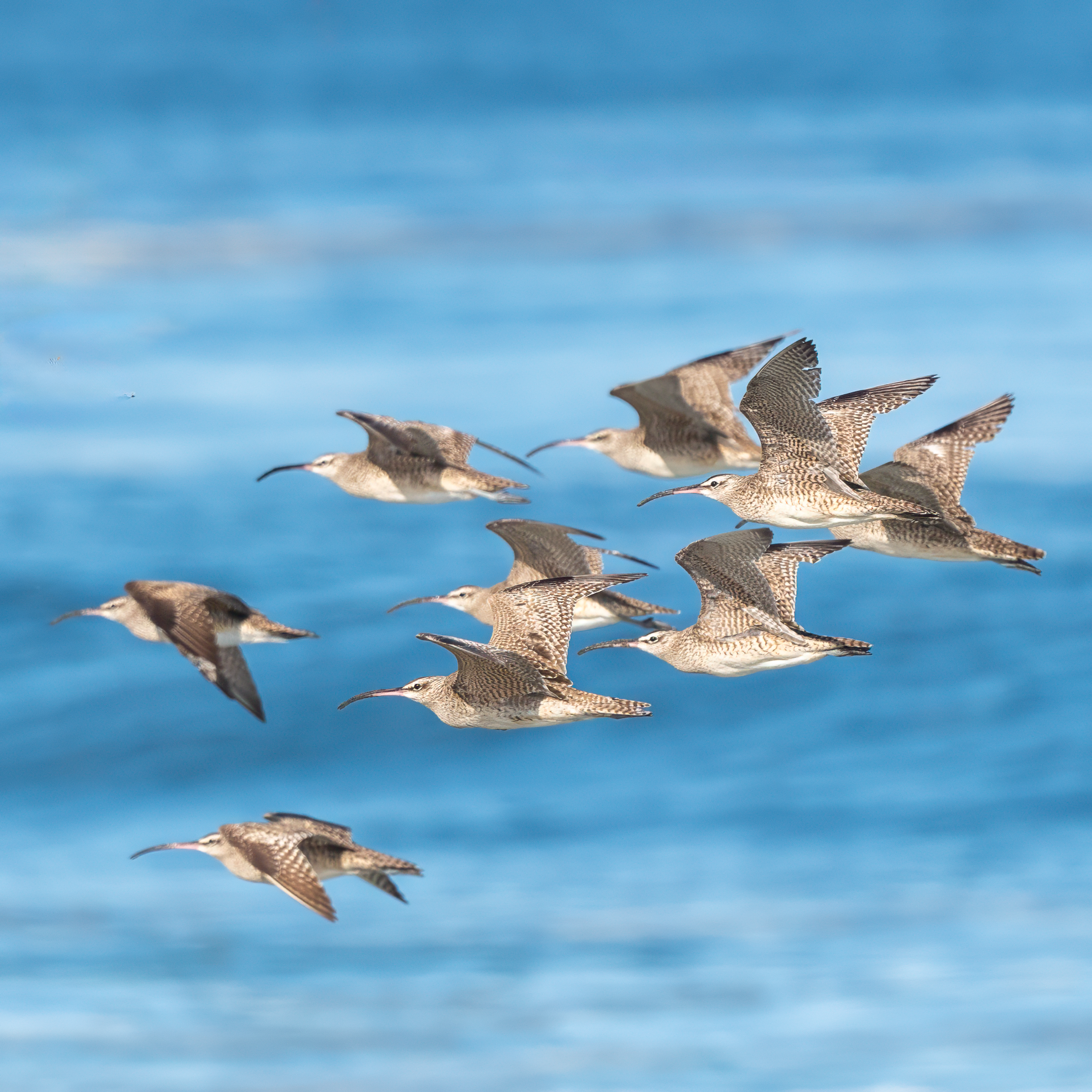 Aves Playeras