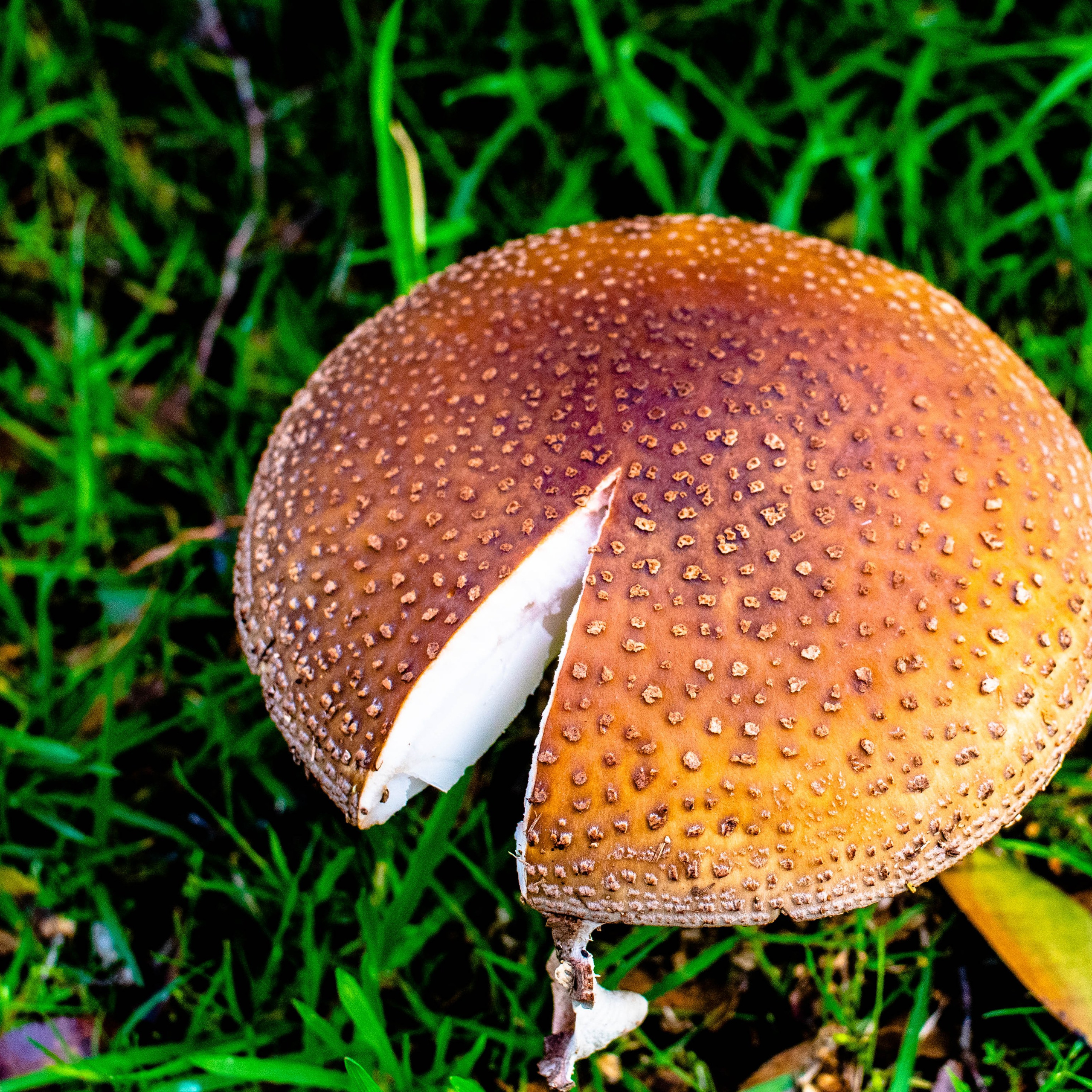 Amanita rubescens