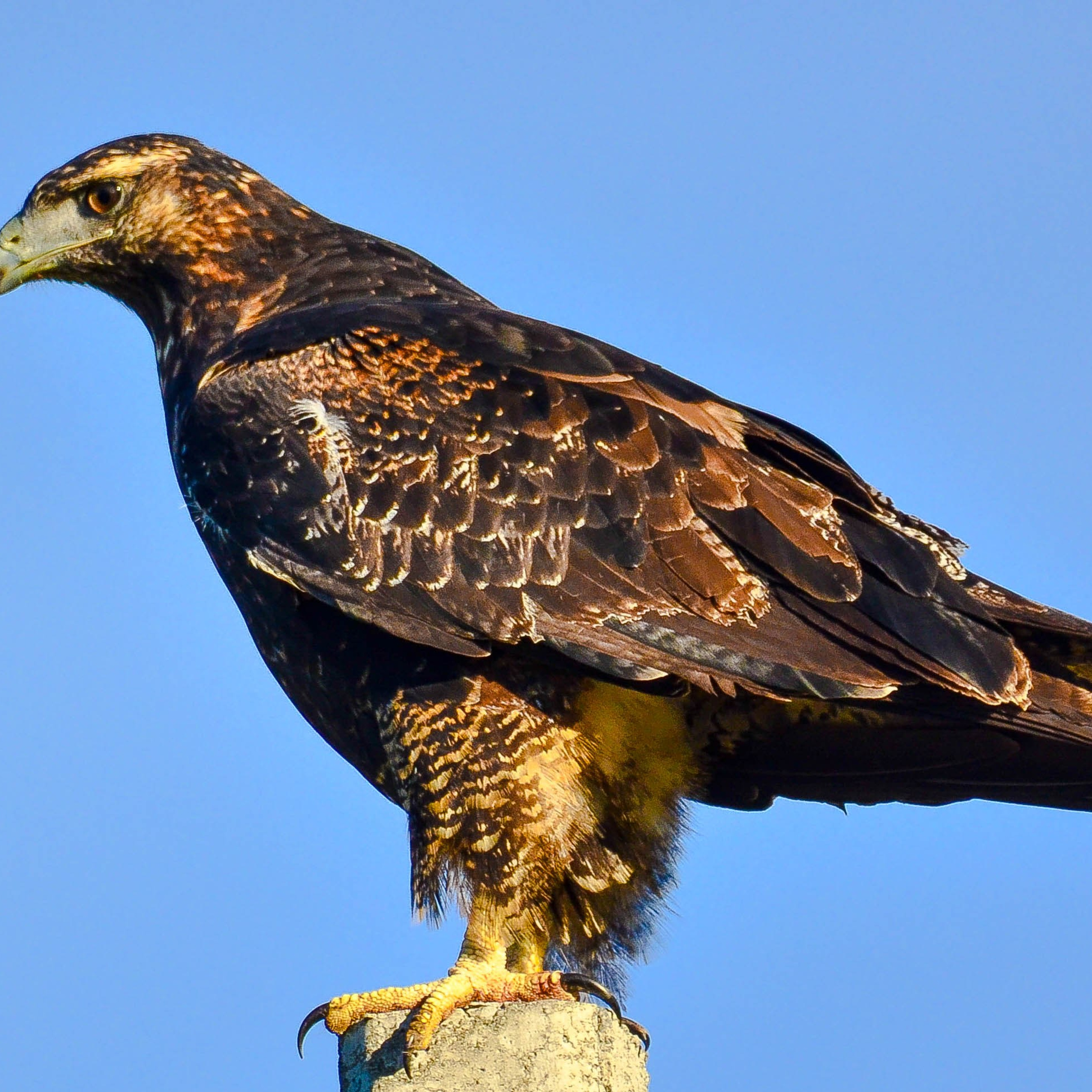 Rapaces diurnos