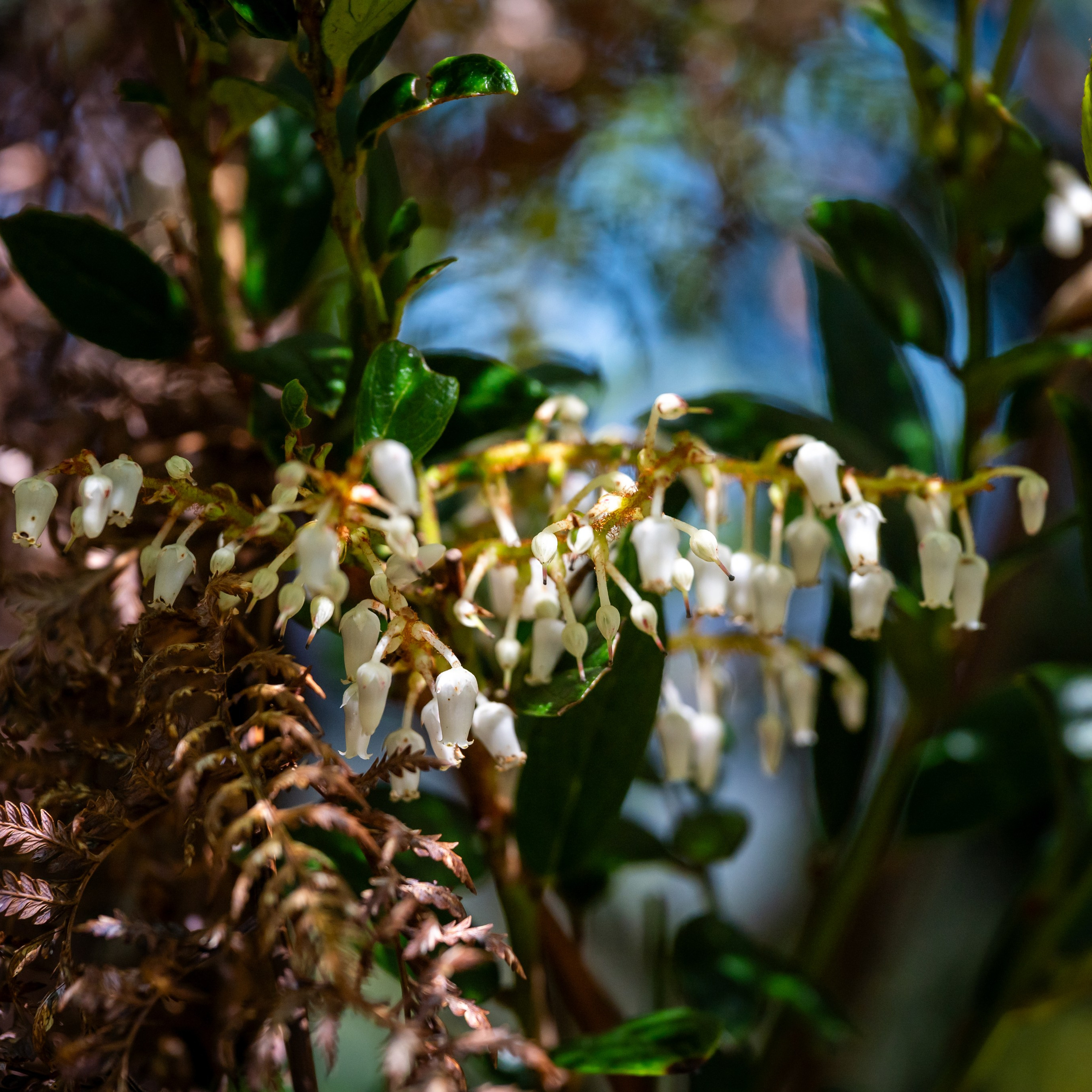 Selva Valdiviana