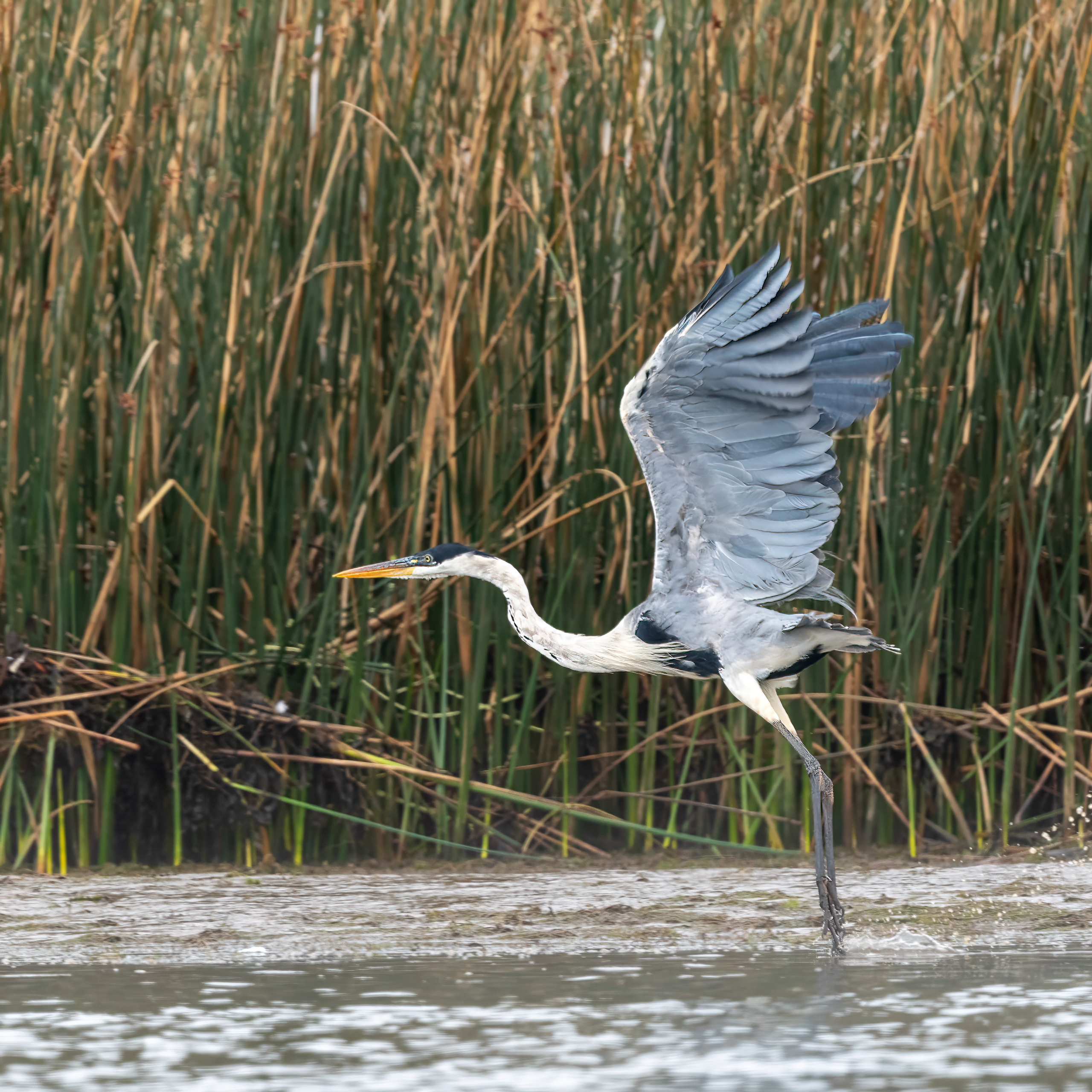 Garzas y&nbsp;Bandurrias