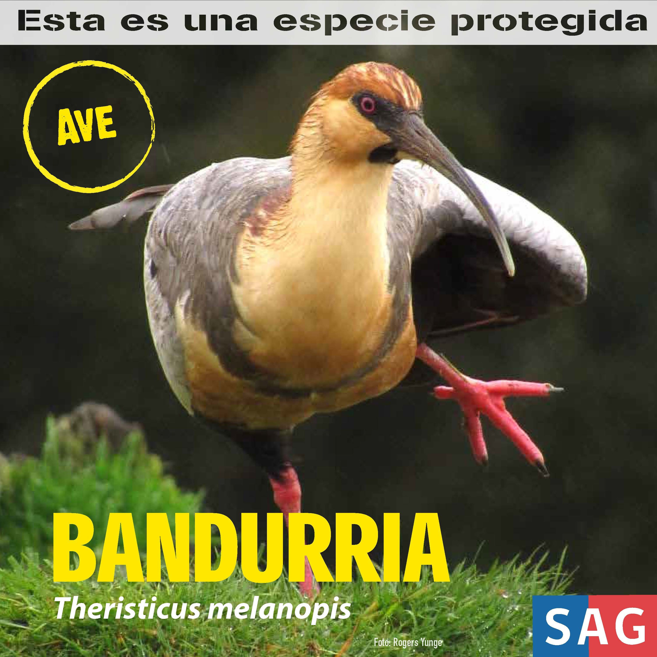 bandurria