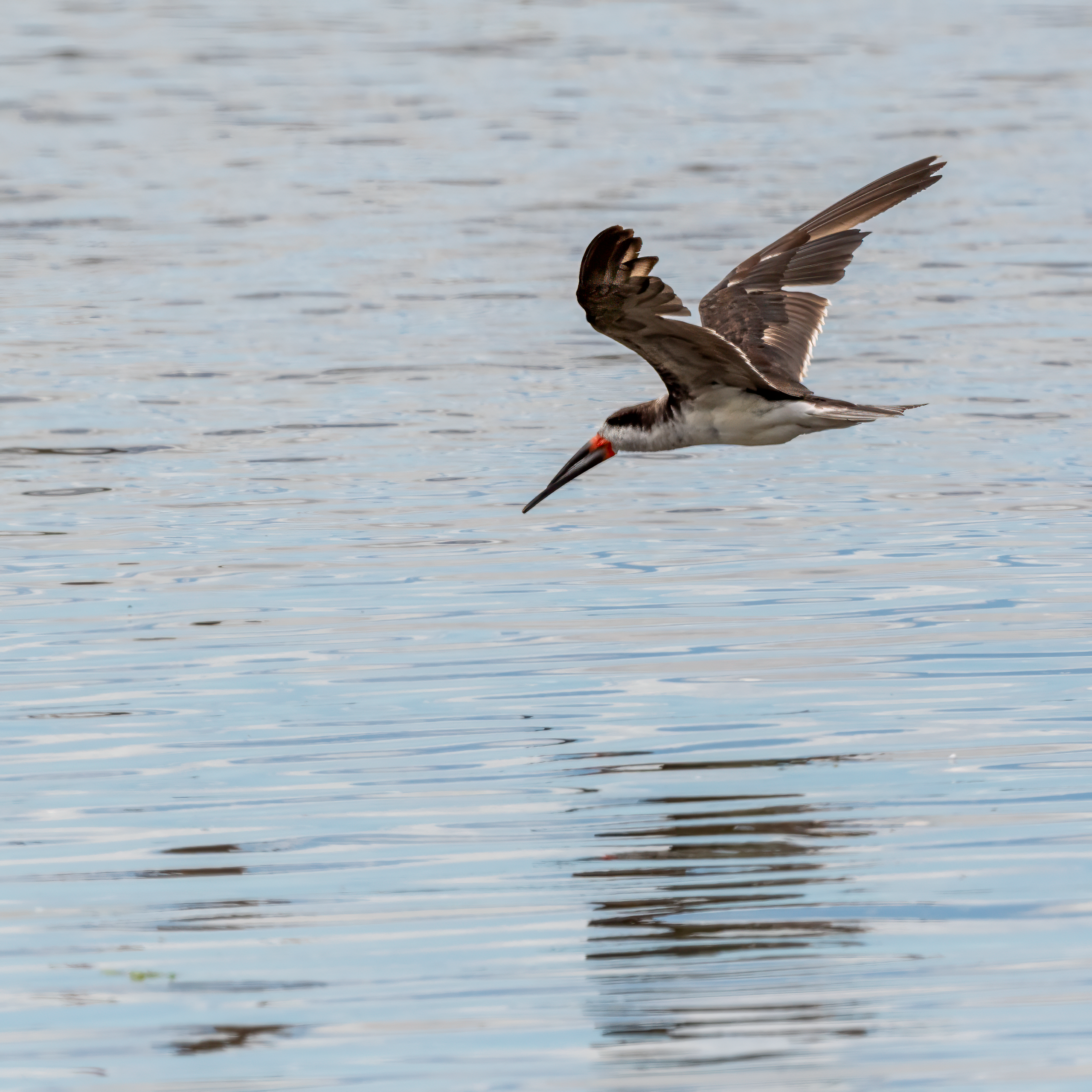 Gaviotas, Gaviotines y&nbsp;Rayadores
