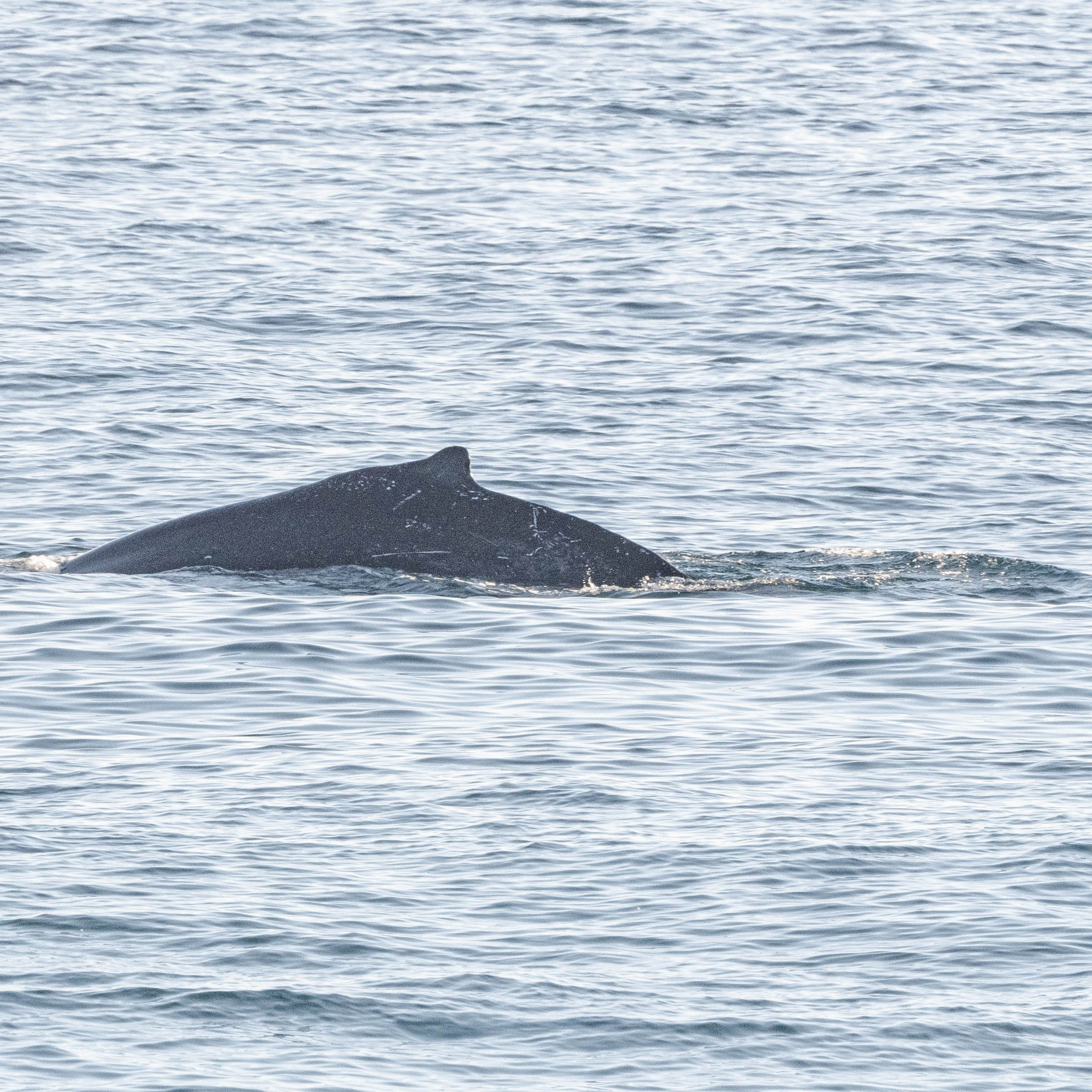 Ballena Jorobada