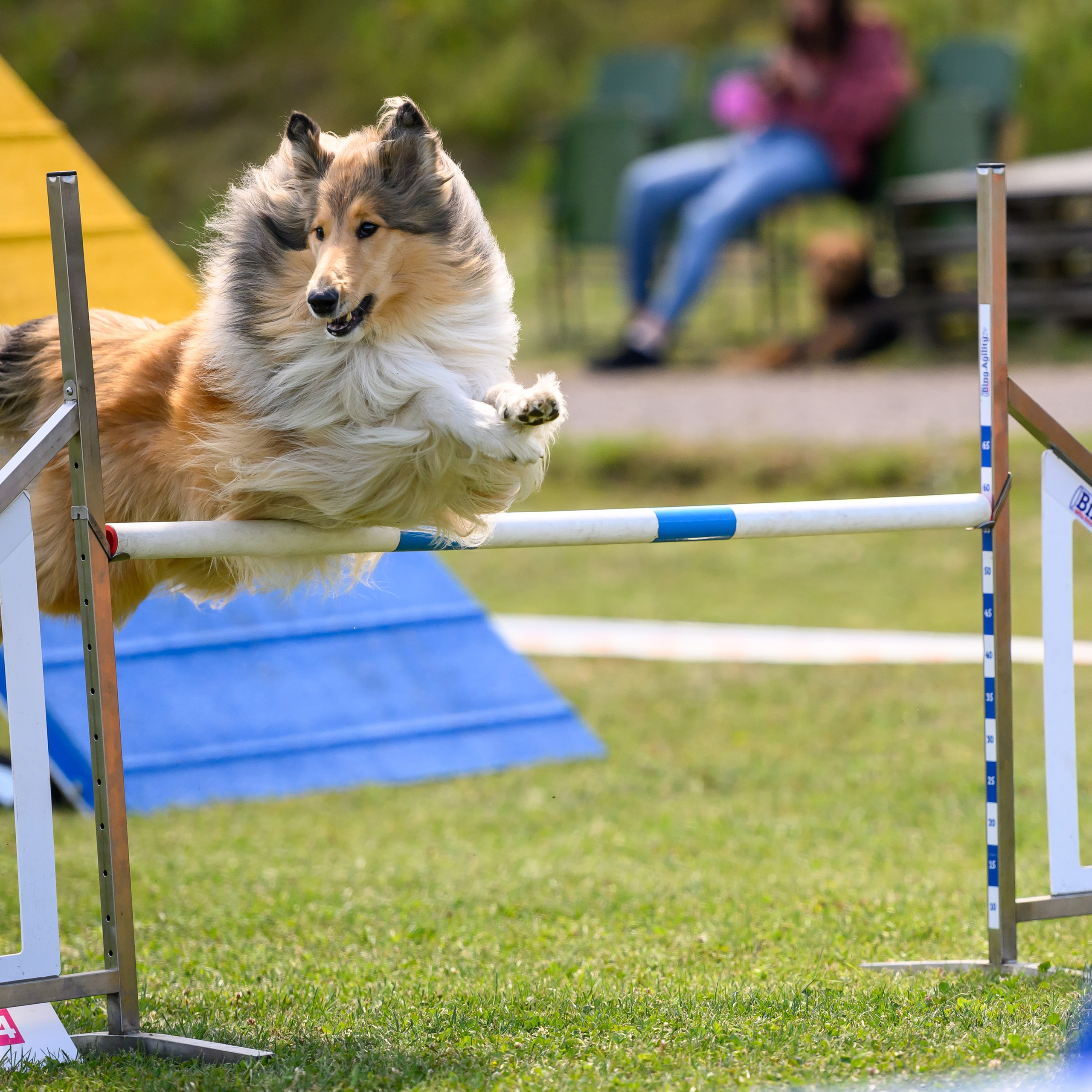 Suņu sacensības veiklībā