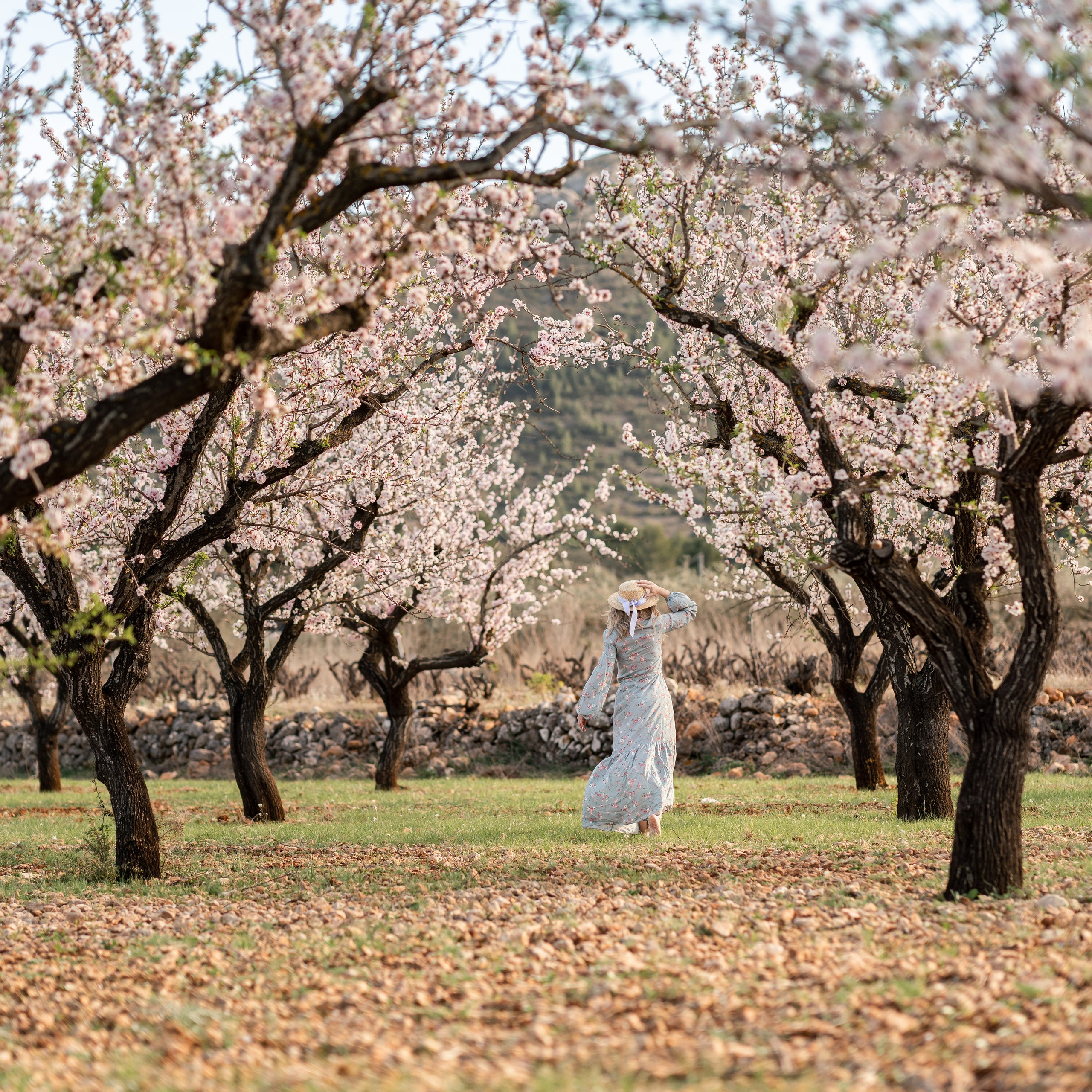 El florecer de los almendros