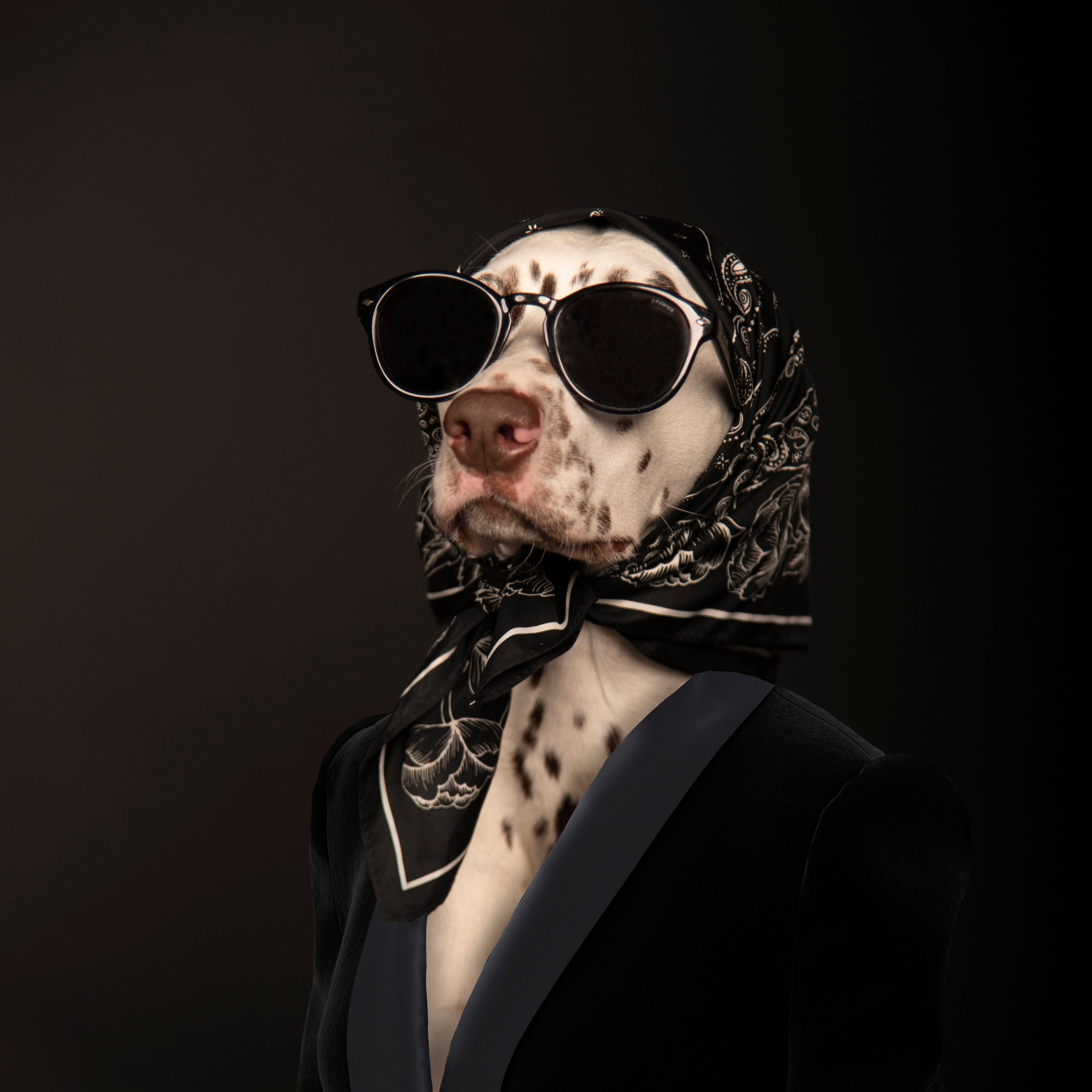 Fashion INTEPRETATION in dogs