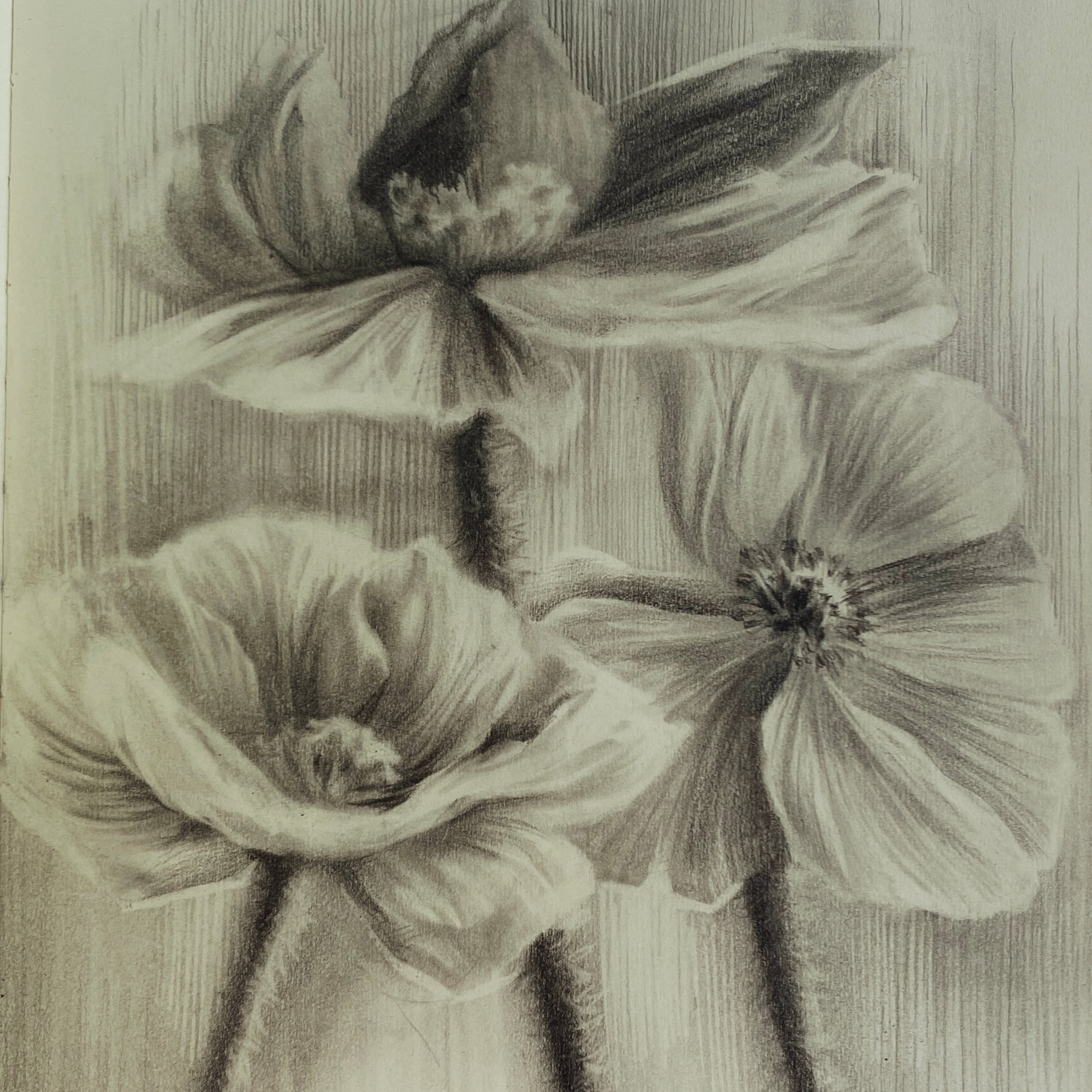 Графика. Художник преподаватель Полина Черноярова