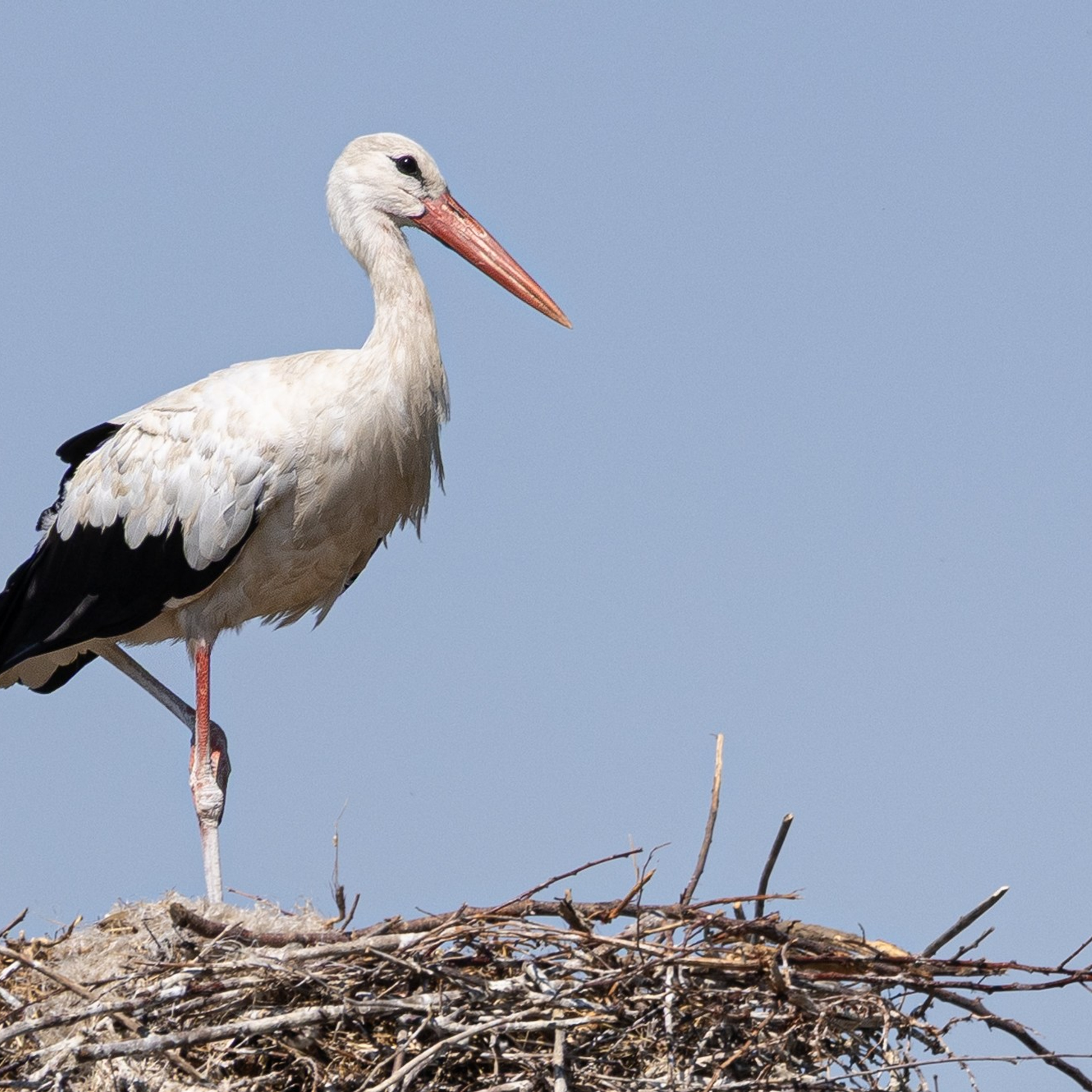 Pagina Principala. Http://www.alexphoto.ro