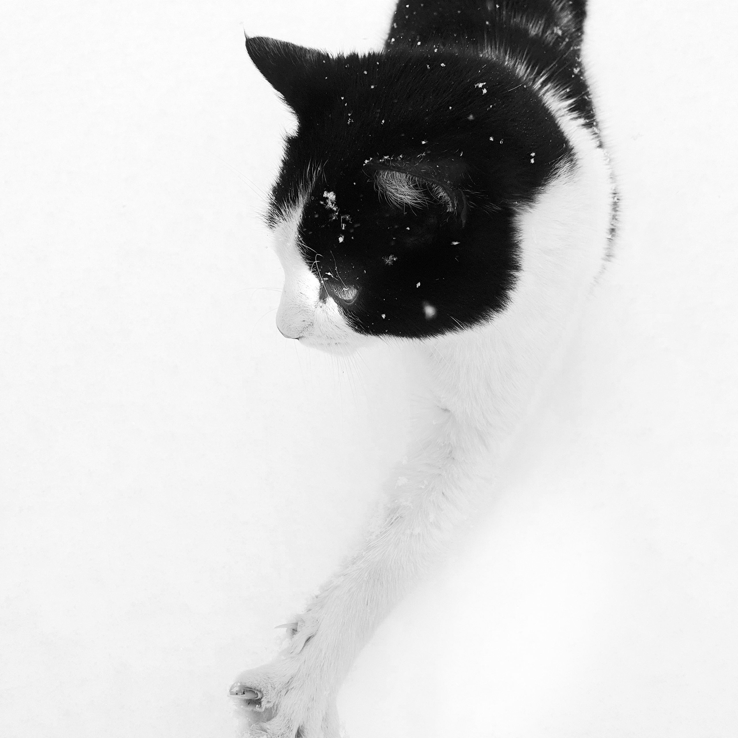 Street фото. Consultation on printing in various magazines, illustrations for books