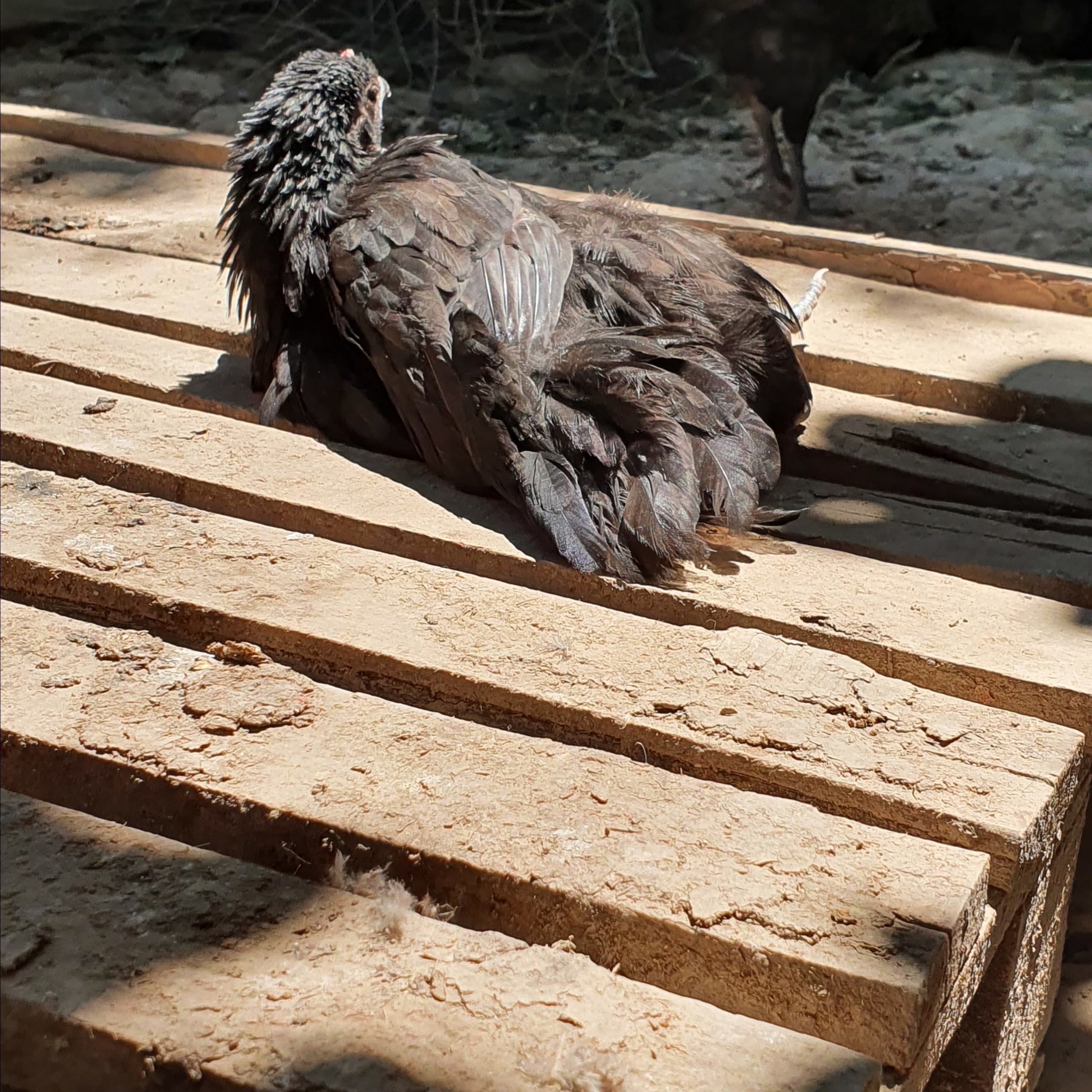 Street фото. Consultation on printing in various magazines, illustrations for books