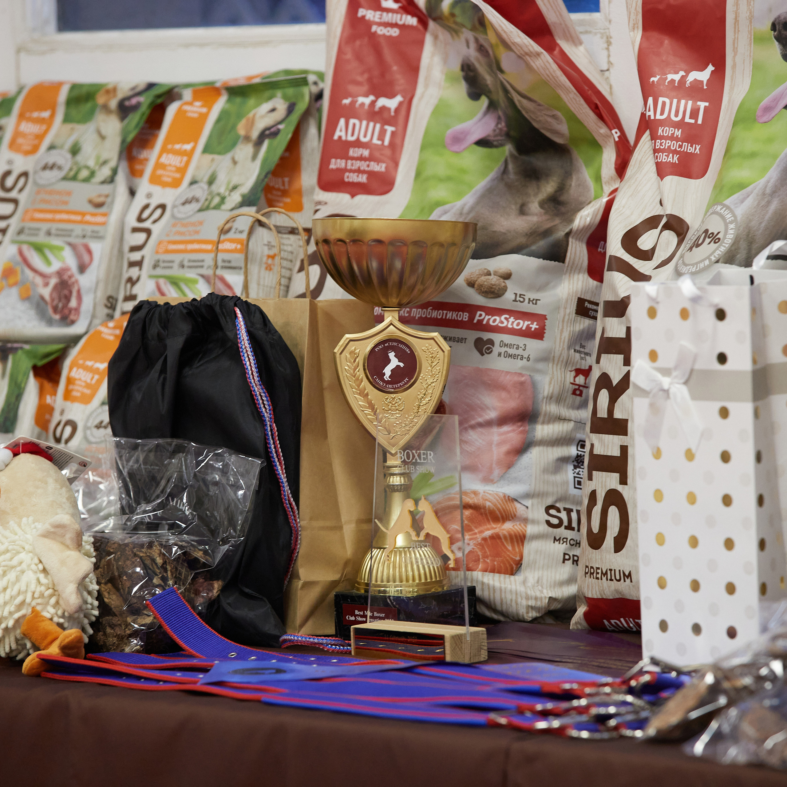 11.02.23 ВЫСТАВКА СОБАК ВСЕХ ПОРОД (CAC, ЧФ) «СЕНСАЦИЯ-2023». Кинологический клуб РКФ РФСС СЕНСАЦИЯ