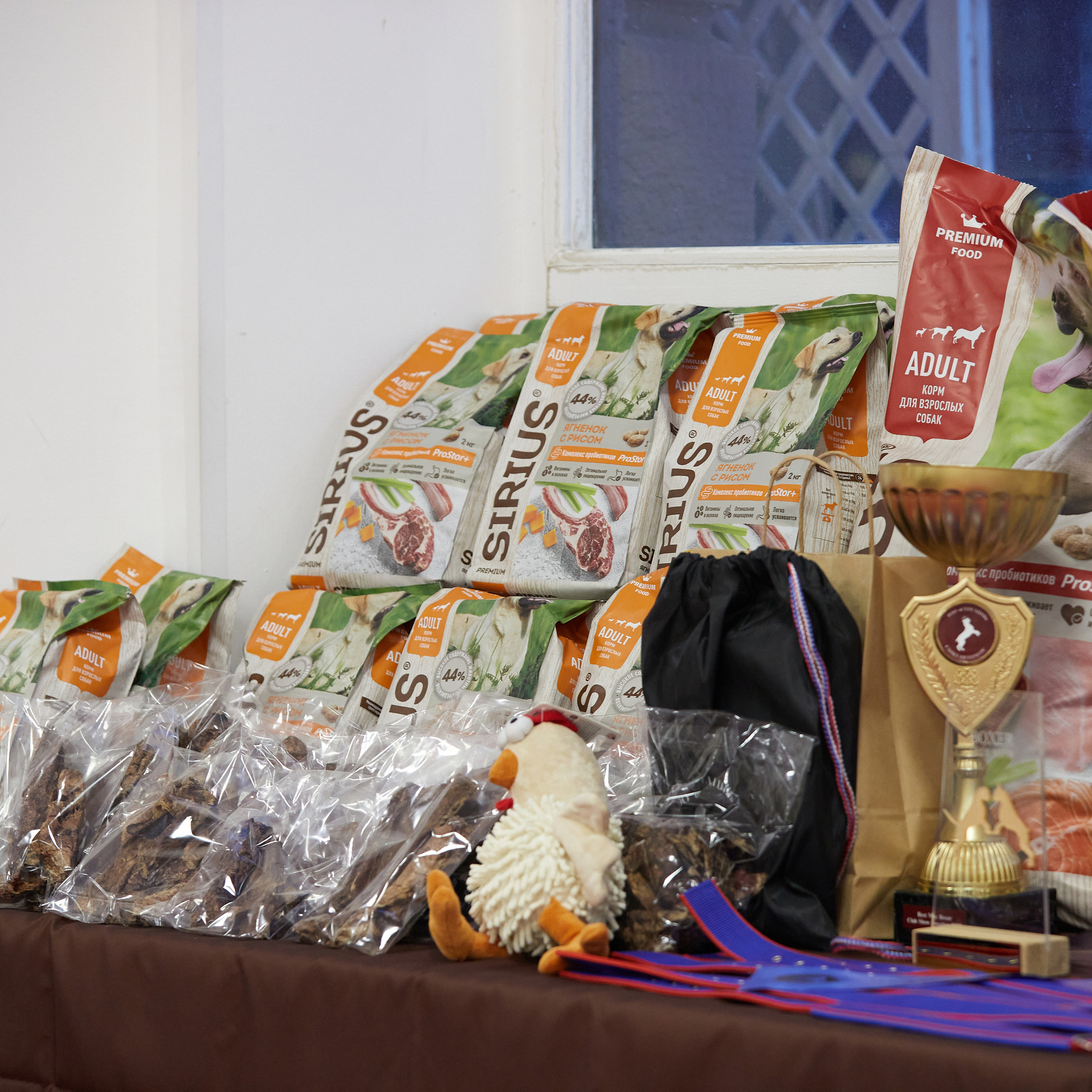 11.02.23 ВЫСТАВКА СОБАК ВСЕХ ПОРОД (CAC, ЧФ) «СЕНСАЦИЯ-2023». Кинологический клуб РКФ РФСС СЕНСАЦИЯ