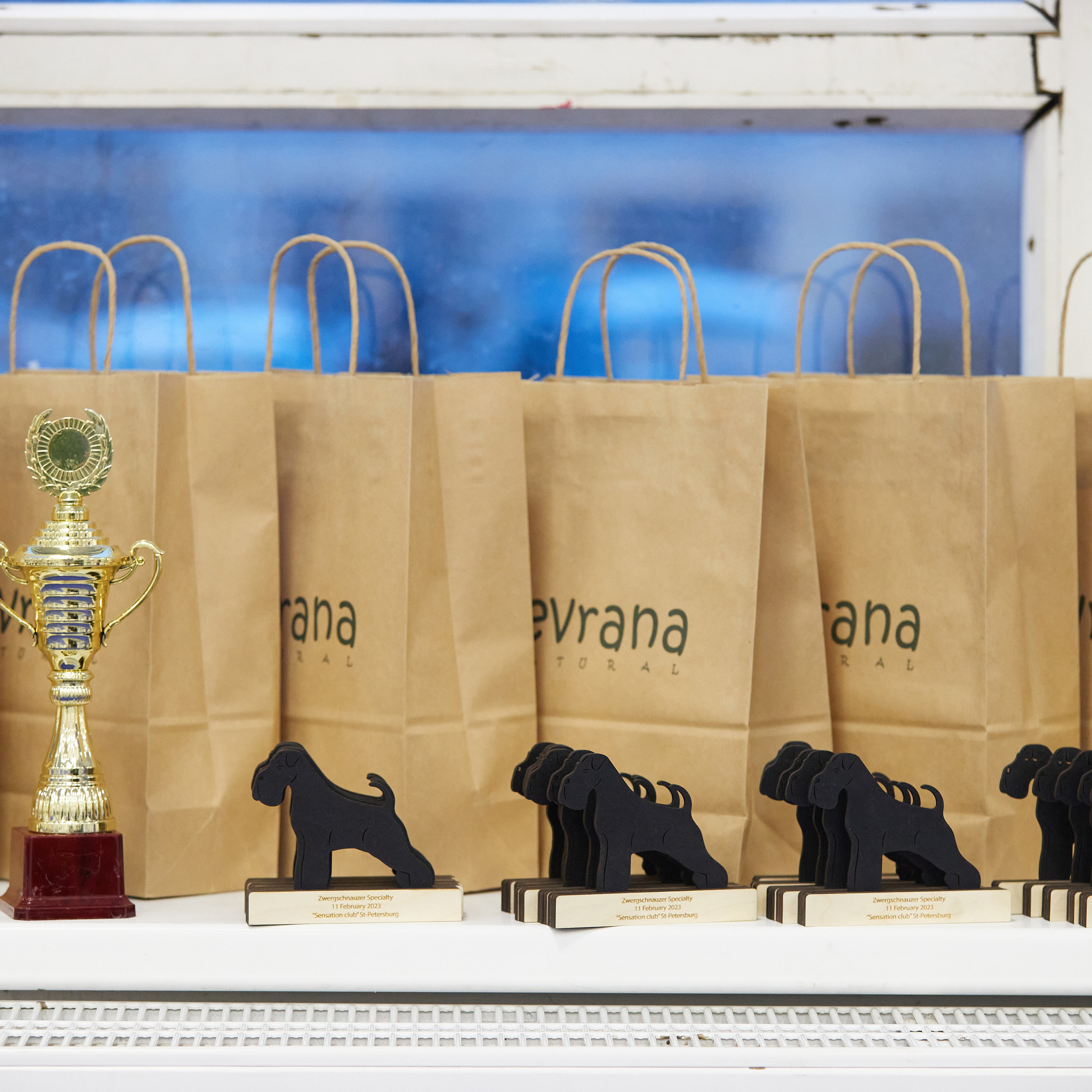 11.02.23 ВЫСТАВКА СОБАК ВСЕХ ПОРОД (CAC, ЧФ) «СЕНСАЦИЯ-2023». Кинологический клуб РКФ РФСС СЕНСАЦИЯ