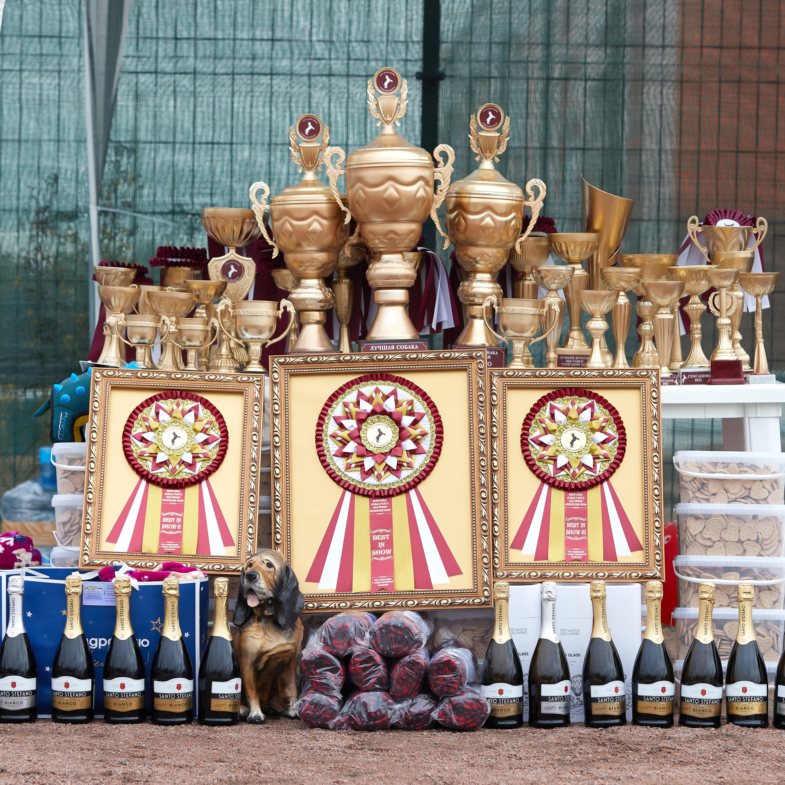 18.09.22 ВЫСТАВКА СОБАК ВСЕХ ПОРОД (CAC, ЧФ) «СЕНСАЦИЯ-2022». Кинологический клуб РКФ РФСС СЕНСАЦИЯ