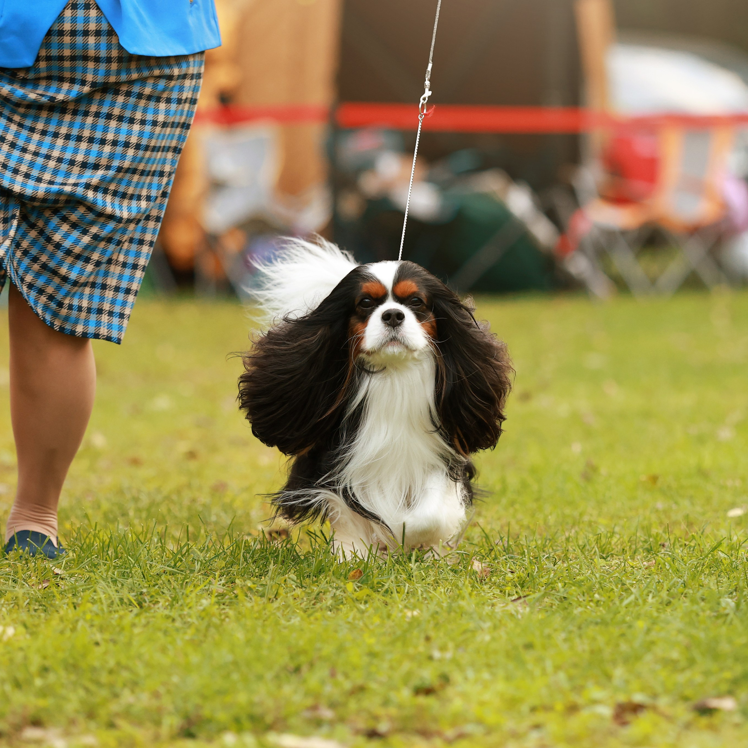 27-28.09.2025 ВЫСТАВКИ СОБАК ВСЕХ ПОРОД (САС, ЧРКФ, ЧФ). Кинологический клуб РКФ РФСС СЕНСАЦИЯ