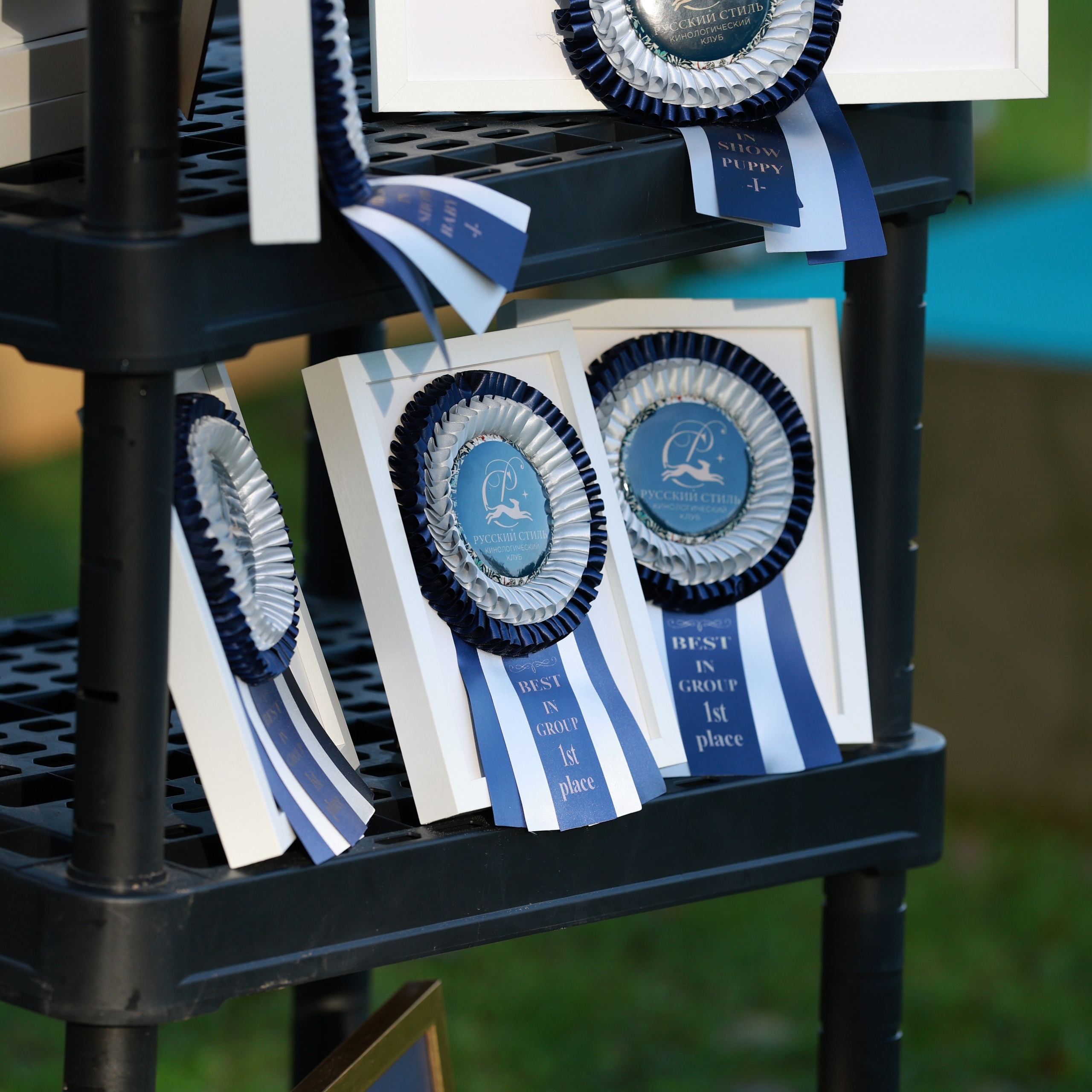 27-28.09.2025 ВЫСТАВКИ СОБАК ВСЕХ ПОРОД (САС, ЧРКФ, ЧФ). Кинологический клуб РКФ РФСС СЕНСАЦИЯ