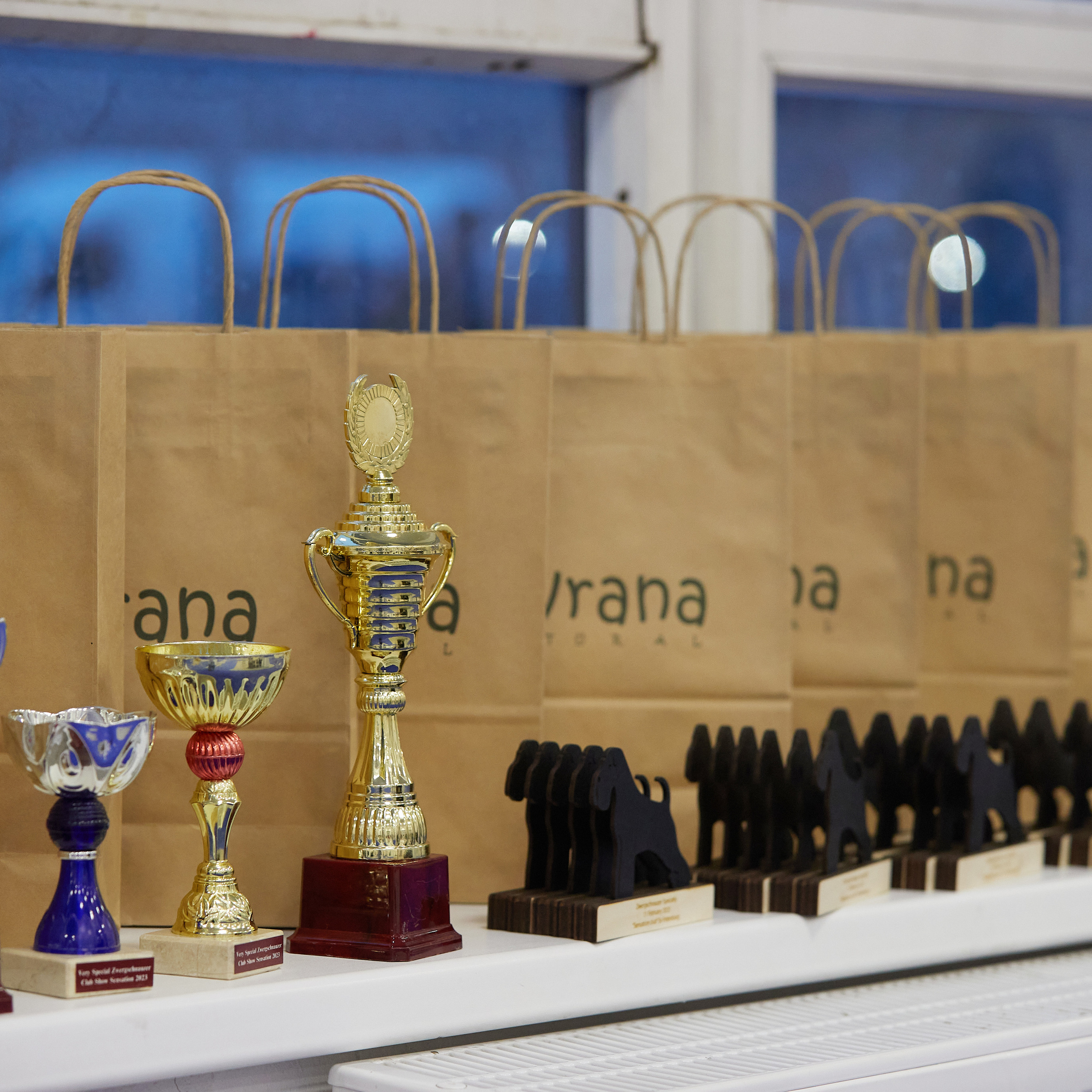 11.02.23 ВЫСТАВКА СОБАК ВСЕХ ПОРОД (CAC, ЧФ) «СЕНСАЦИЯ-2023». Кинологический клуб РКФ РФСС СЕНСАЦИЯ