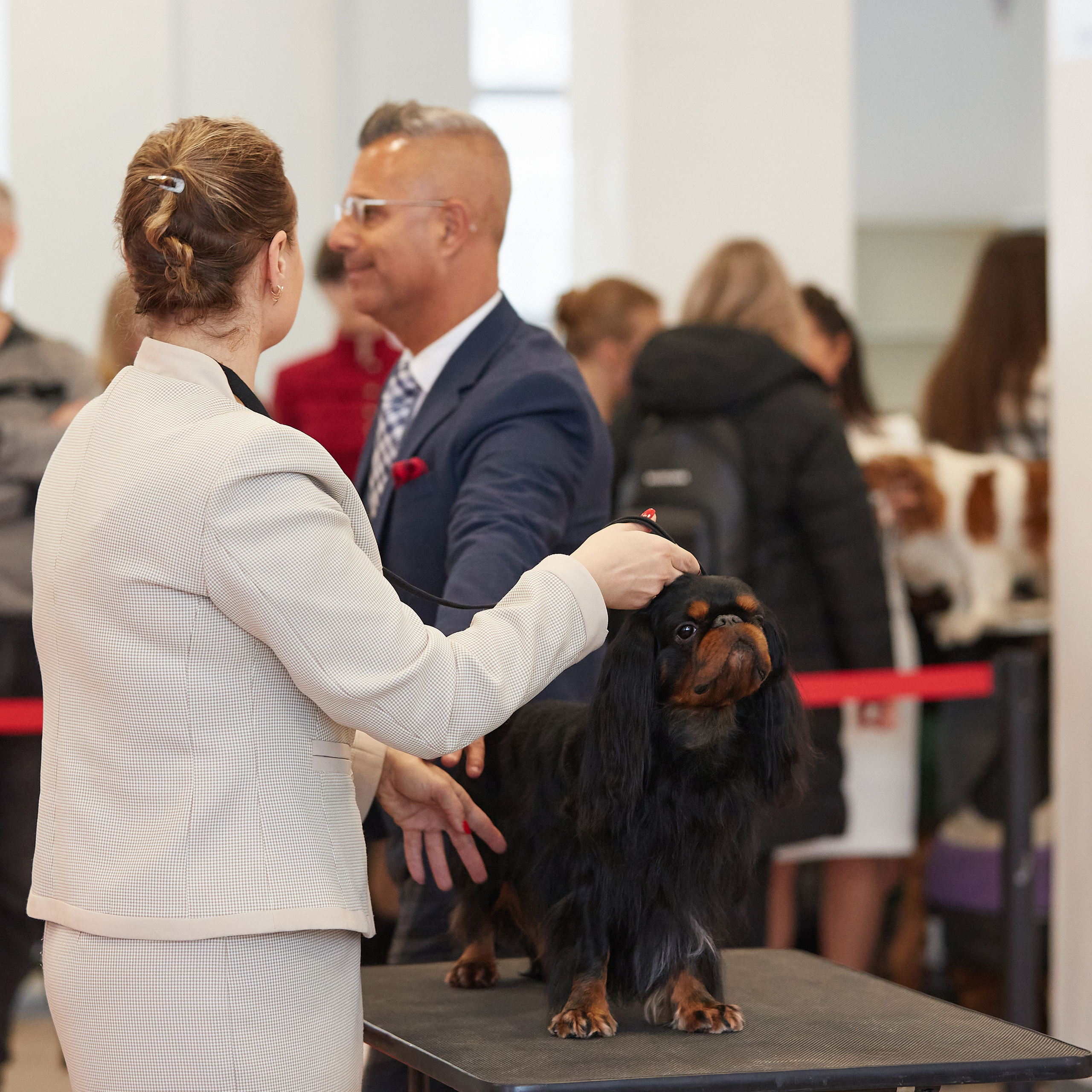 11.02.23 ВЫСТАВКА СОБАК ВСЕХ ПОРОД (CAC, ЧФ) «СЕНСАЦИЯ-2023». Кинологический клуб РКФ РФСС СЕНСАЦИЯ