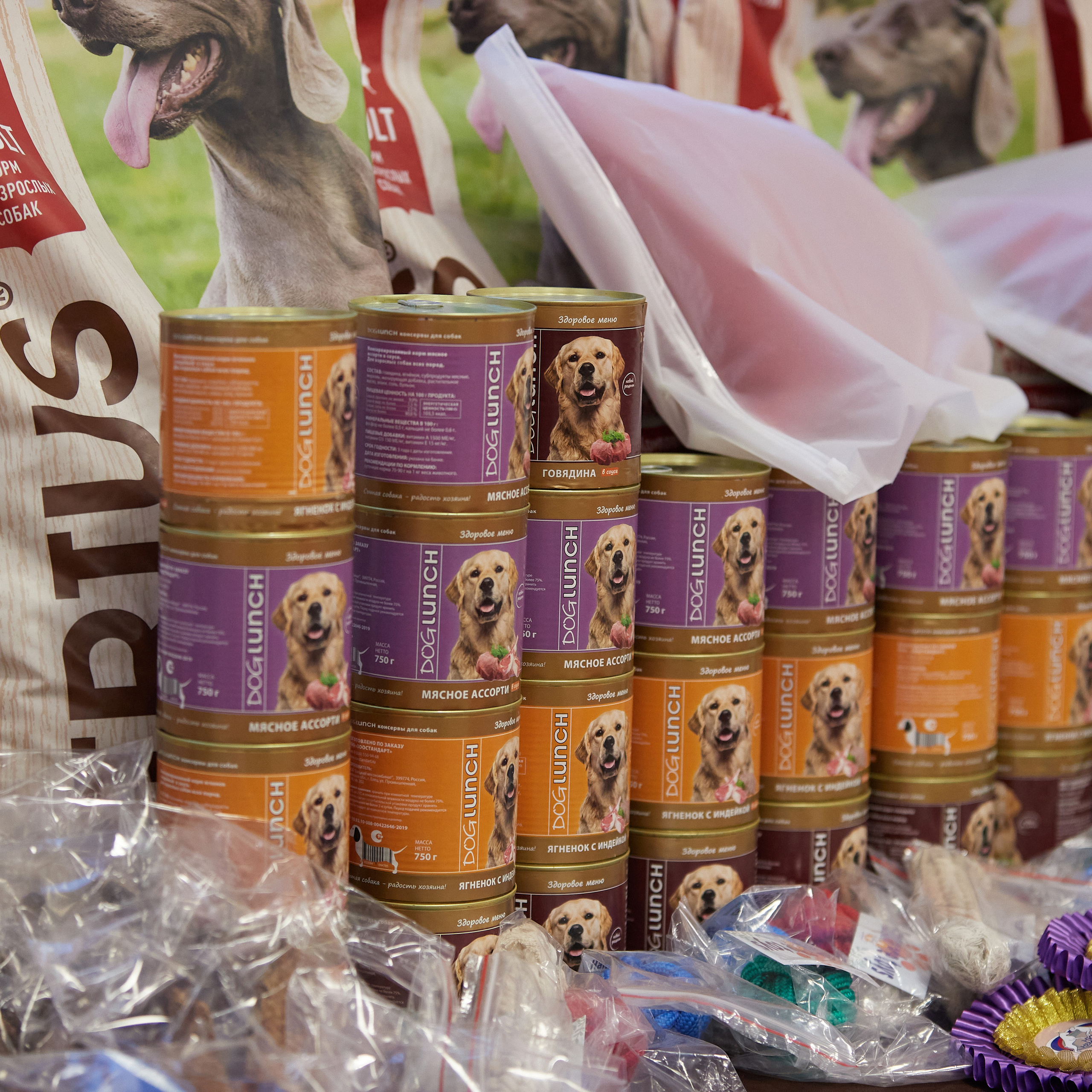 11.02.23 ВЫСТАВКА СОБАК ВСЕХ ПОРОД (CAC, ЧФ) «СЕНСАЦИЯ-2023». Кинологический клуб РКФ РФСС СЕНСАЦИЯ